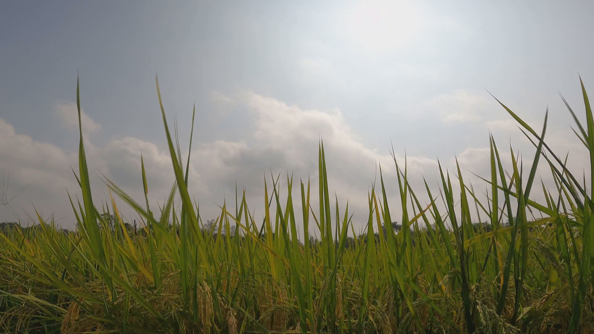 草街渔村休闲打卡新地点乡村田园丰收美