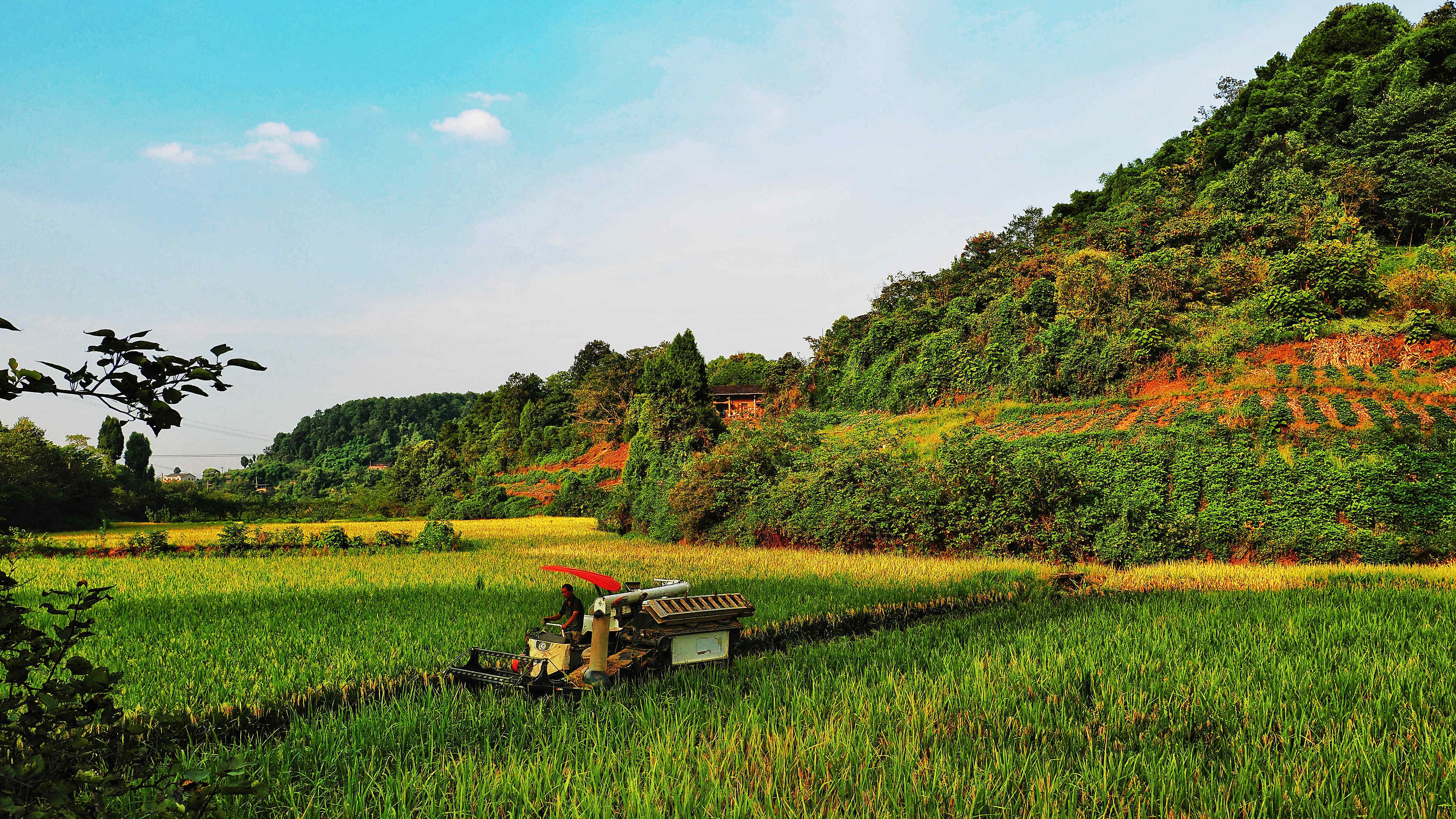 从8月中旬开始,巴南区水稻陆续进入收割期,巴南区农业农村委通过多