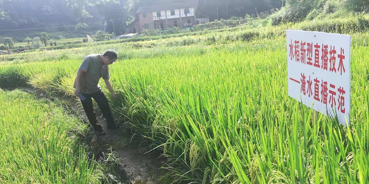 农技专家在田里查看水稻情况  巴南融媒体中心记者 罗莎 摄.jpg