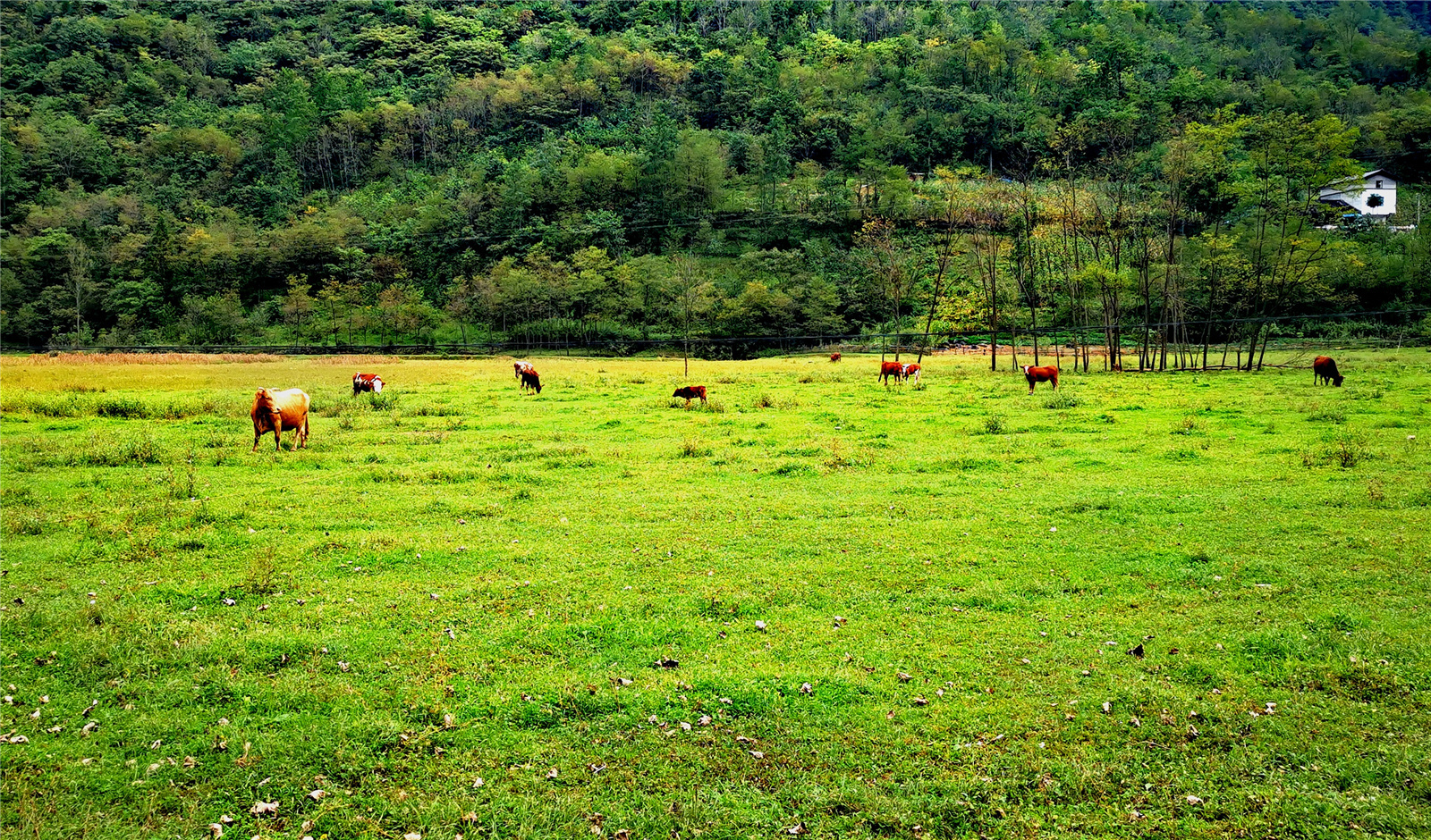 重庆城口:咫尺是美景 山里的静谧好风光