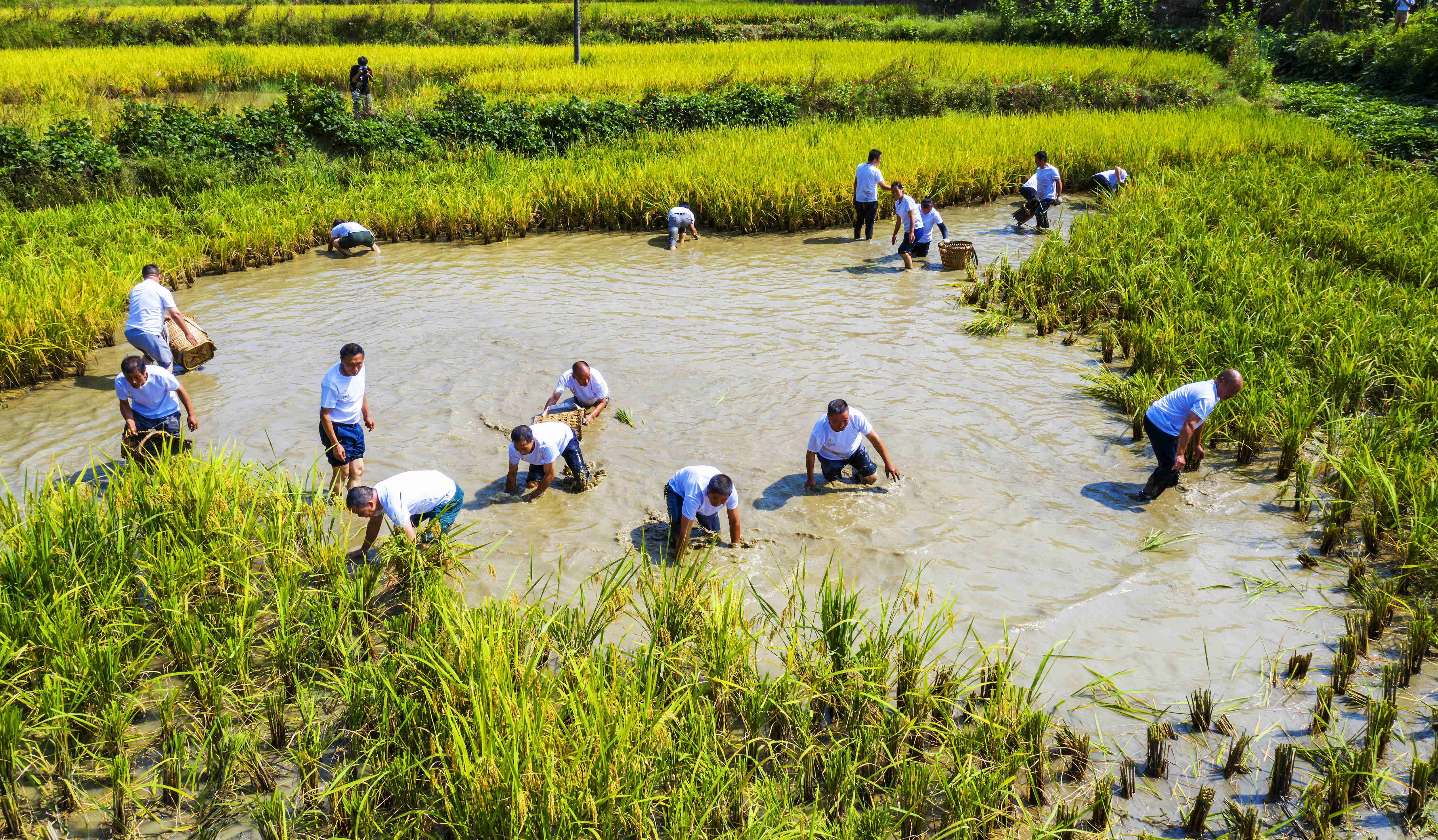 割稻抓鱼 巴南农民丰收节好闹热