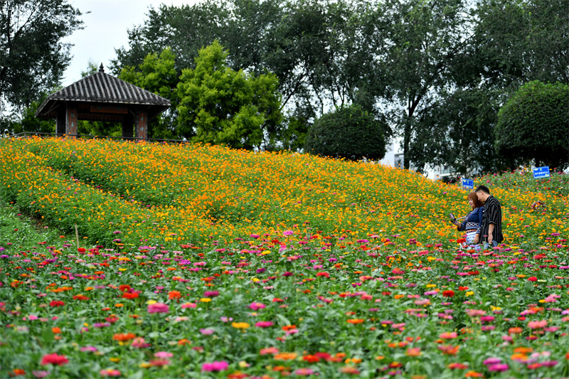 九龙坡幸福公园图片图片