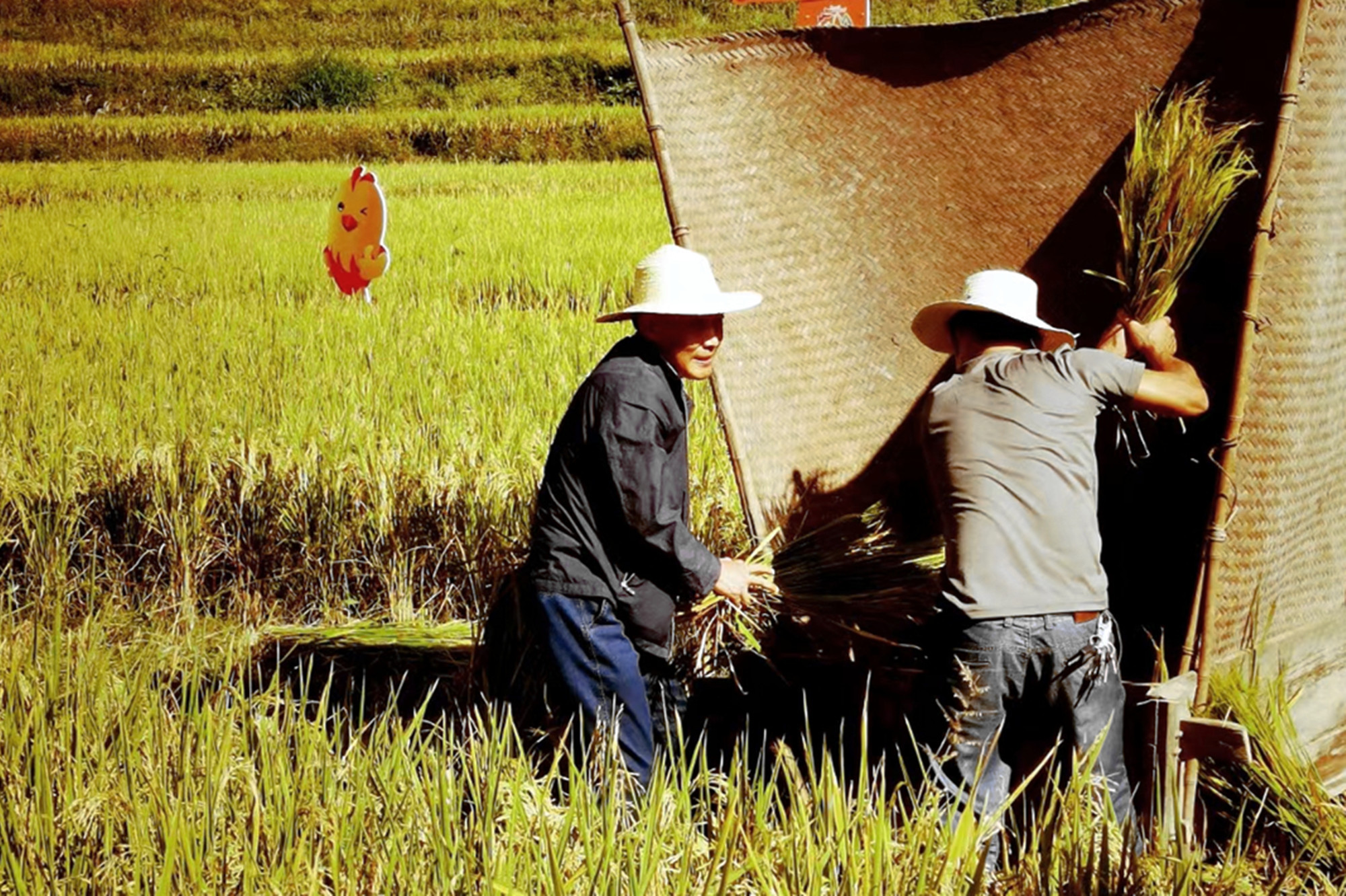 塘南塘北谷若云,家家打稻趁霜晴.(王佳 摄)