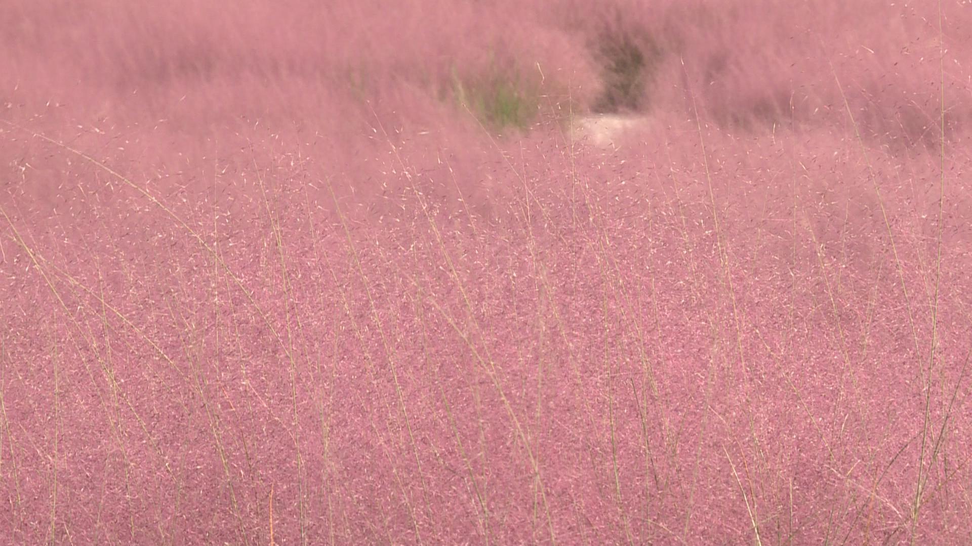 垫江:国庆长假 到恺之峰旅游区打卡粉色草海