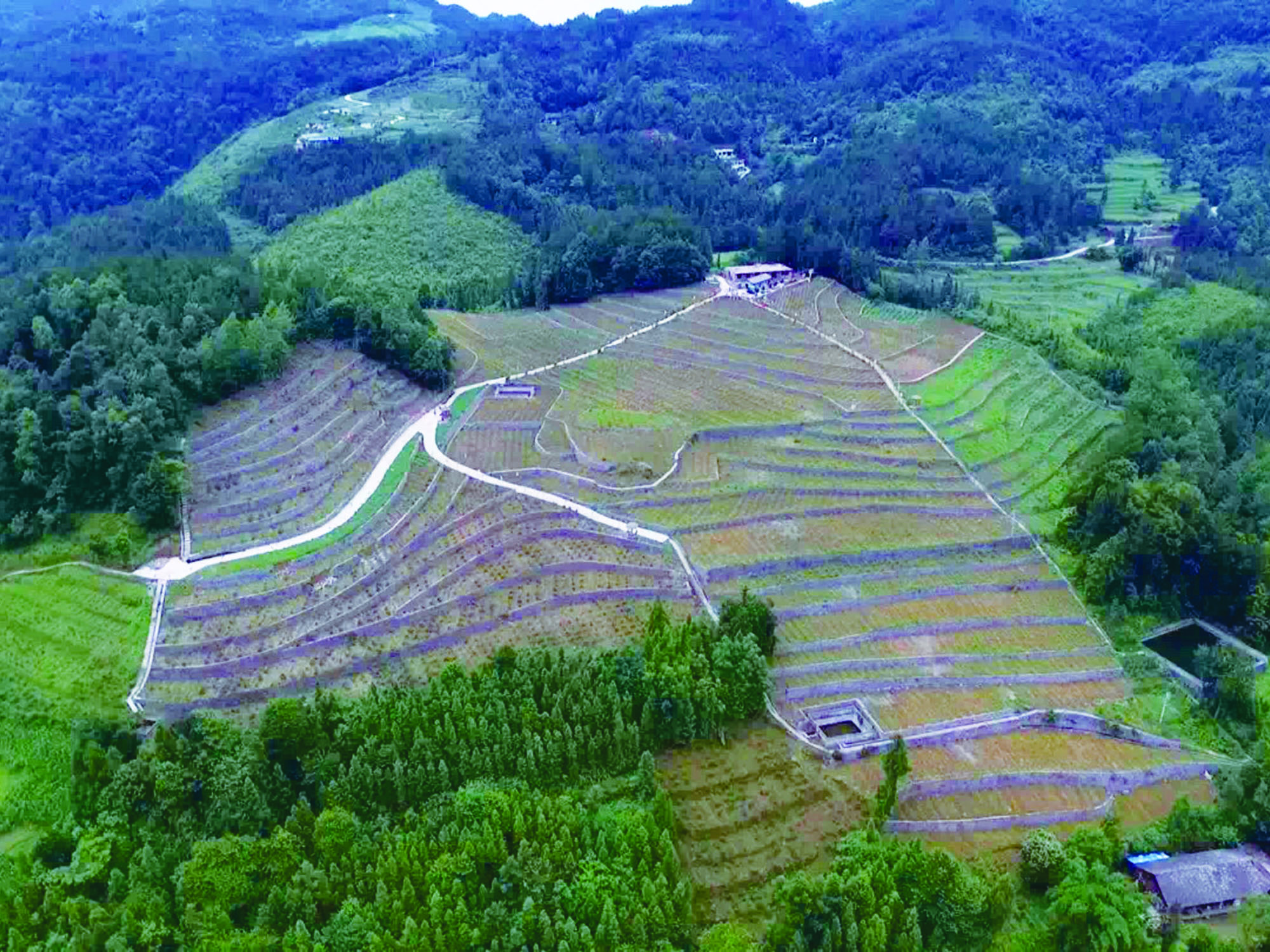 “蓝莓+蛋鸡”养殖示范基地.jpg