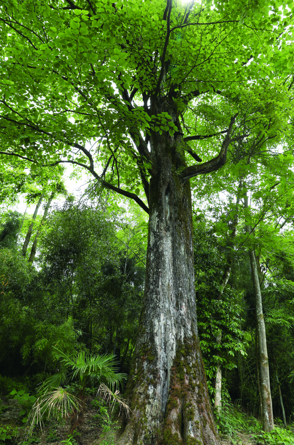 重庆古树名木哪里寻这份名单告诉你
