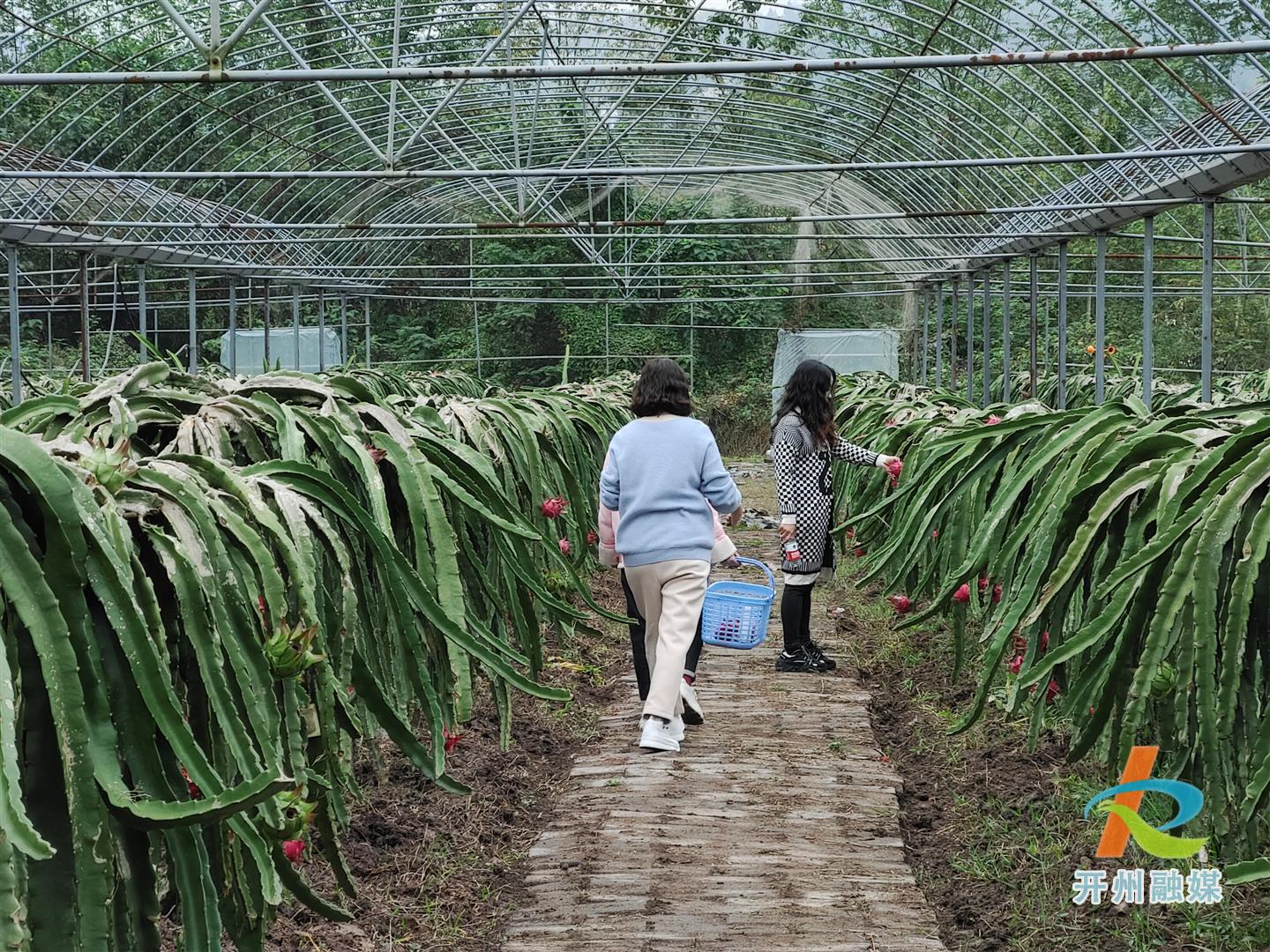 厚坝的火龙果熟了哟！周末溜娃好去处！‘开元体育在线登录’(图4)