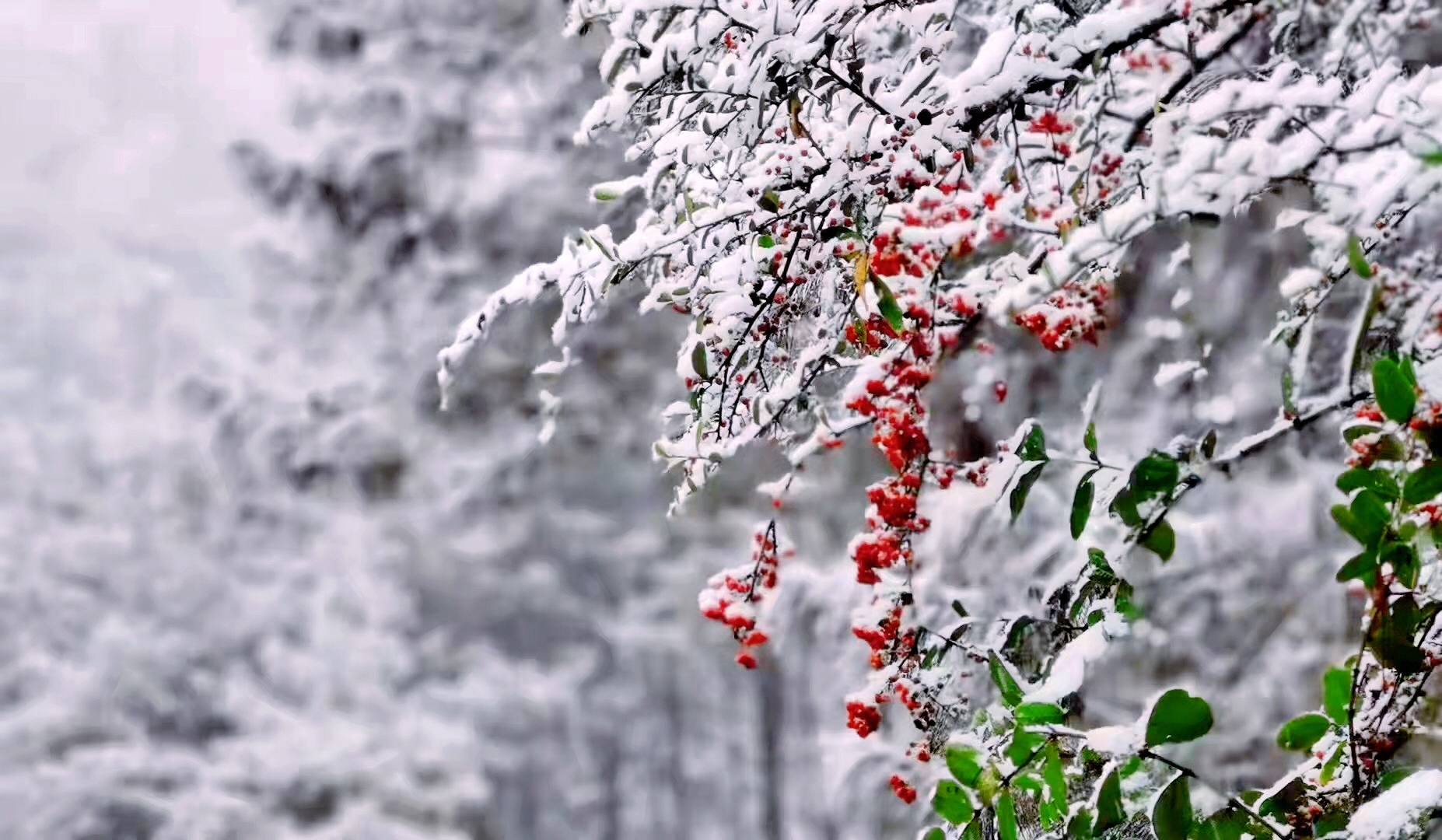 重庆城口:秋去冬来雪纷纷