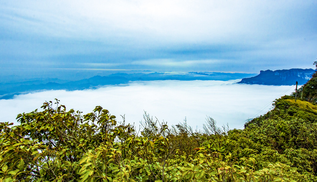 重庆南川金佛山:缥缈云海美 人似临仙境
