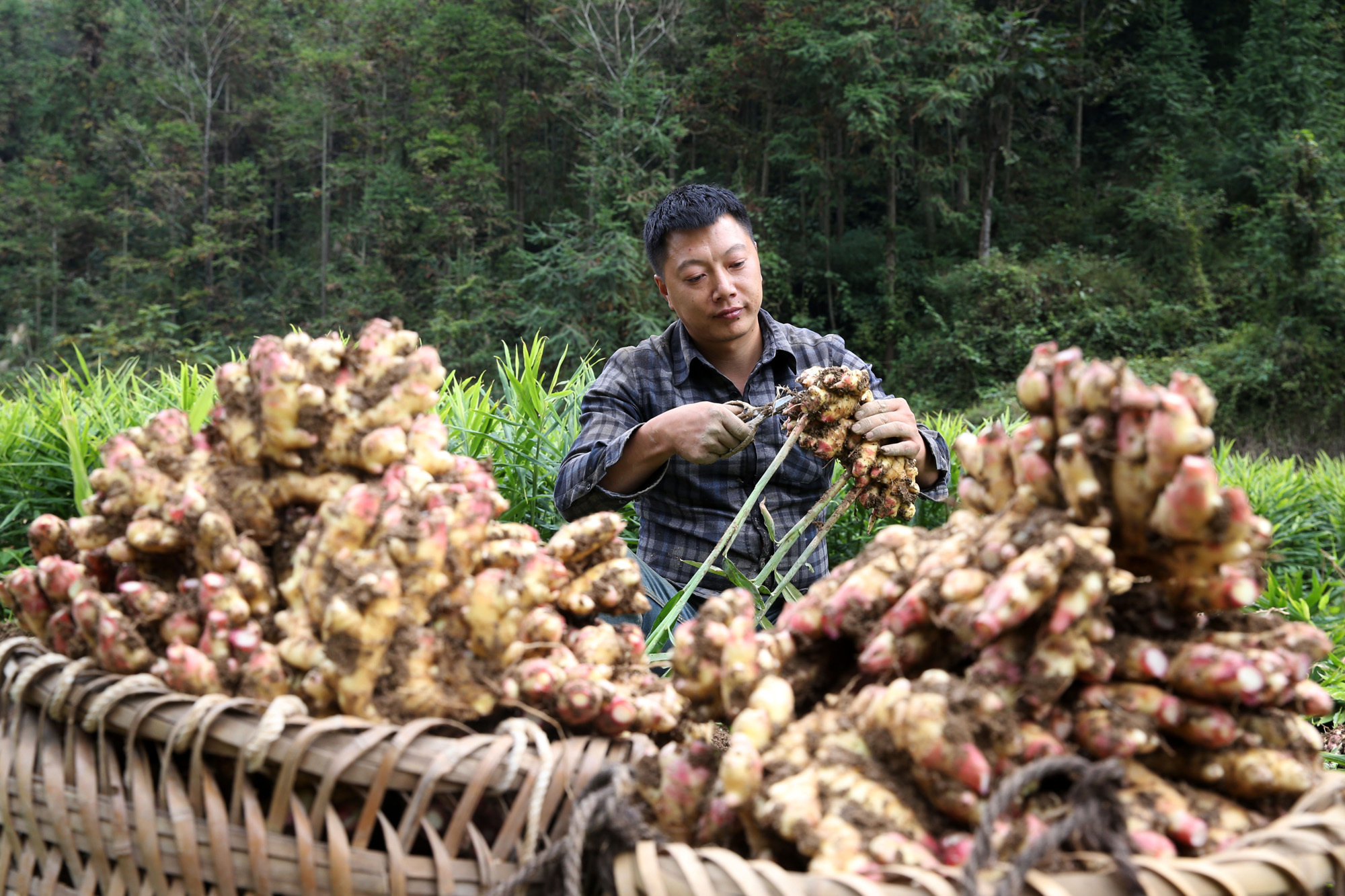 五台社区村民纷纷种起了小黄姜,目前种植面积已达200余亩,总产量50余