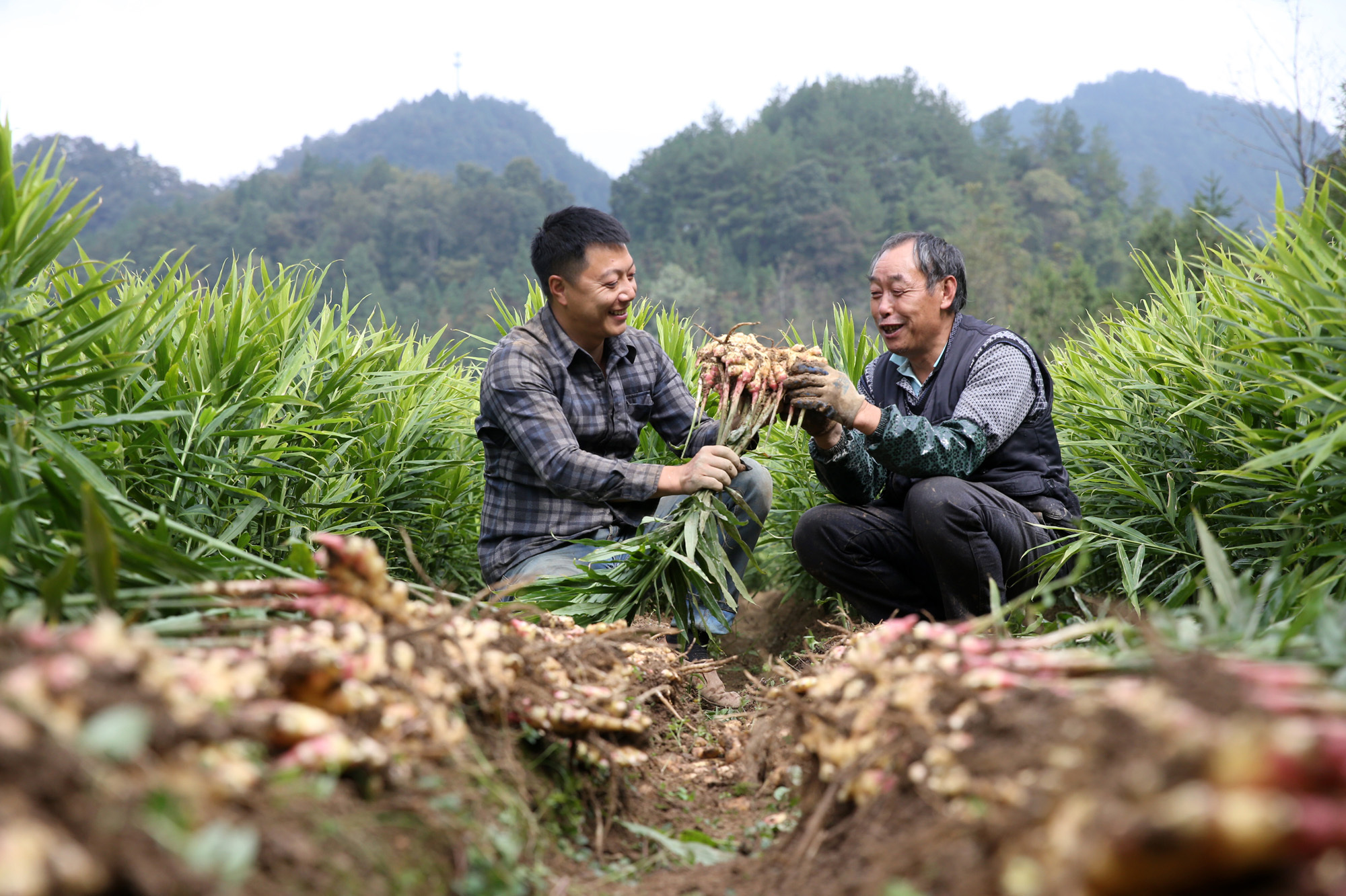2021年,杨永发把小黄姜种植面积扩大到30亩,预计总产量7.