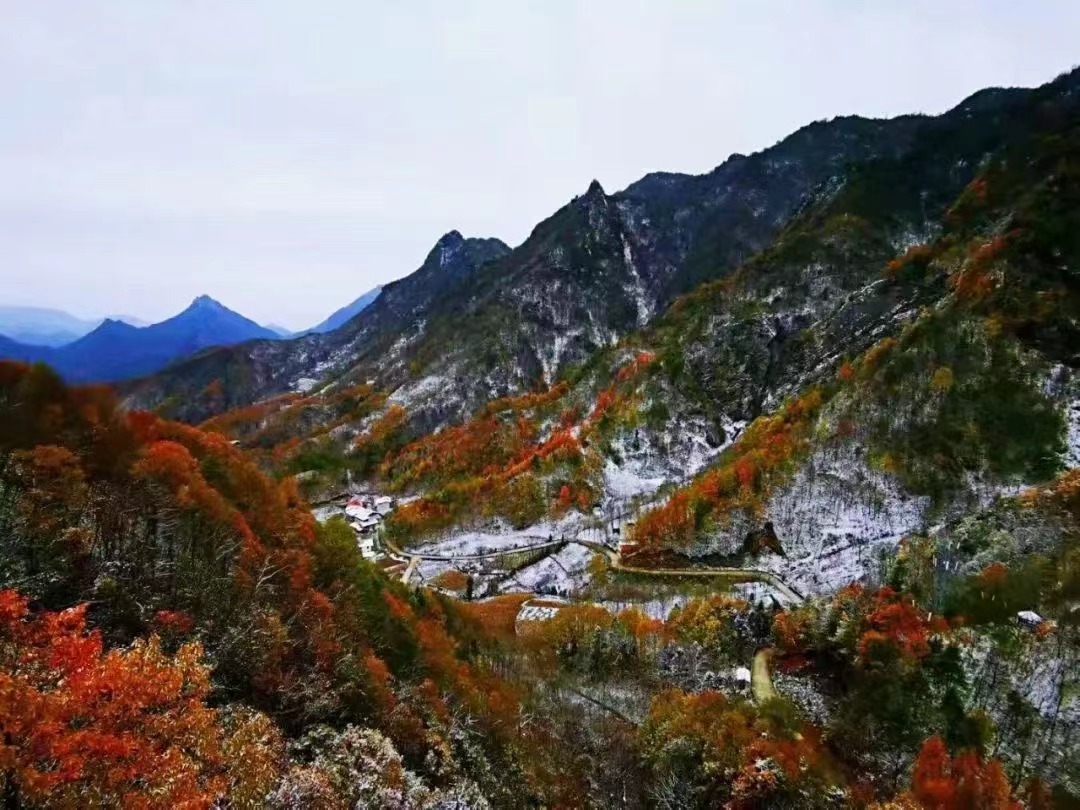 独特的地理和气候条件,薄雪、轻霜覆盖山巅,此情此景恰如一幅水墨画卷。城口县融媒体中心供图