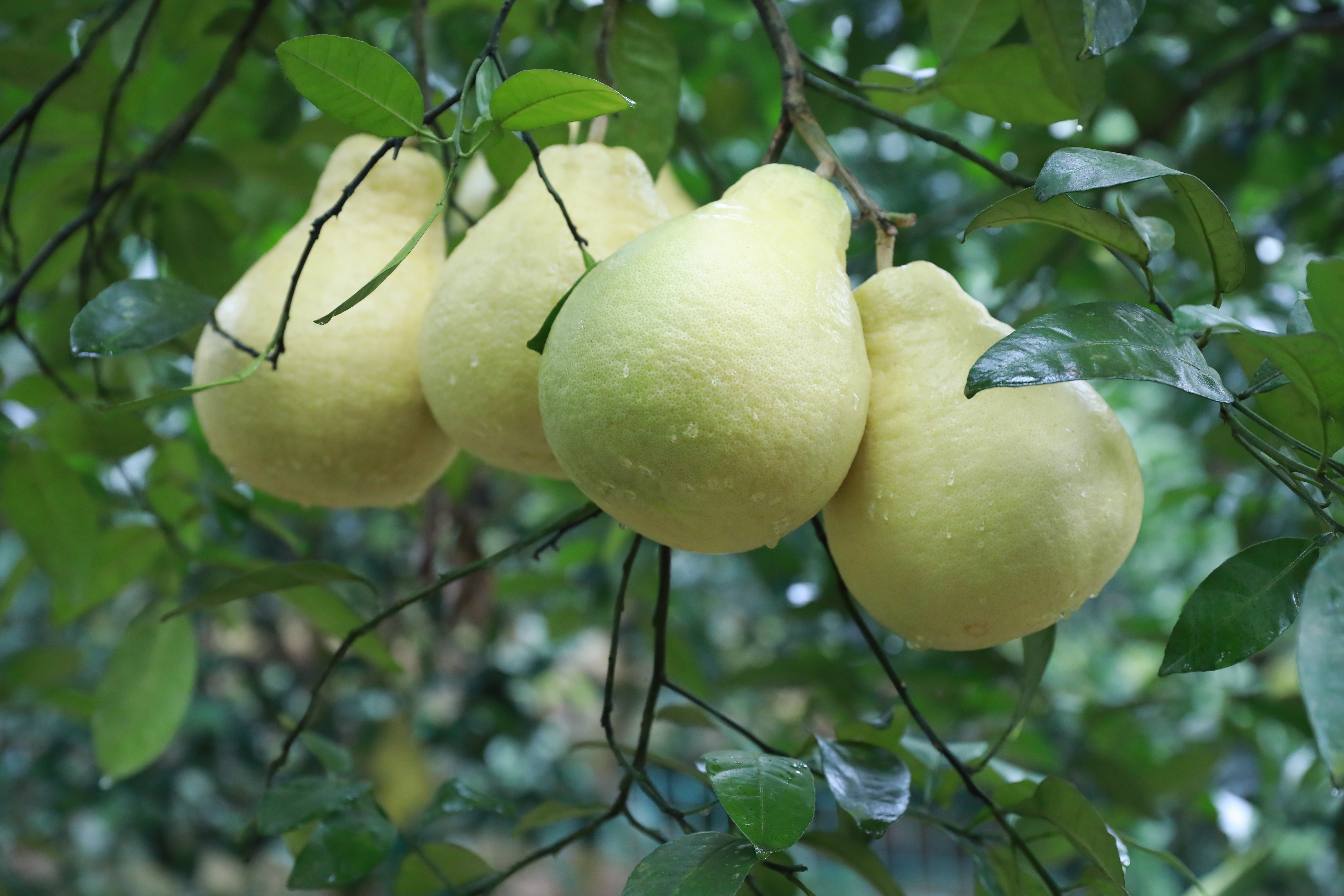 长寿柚到采摘季线上线下齐发力