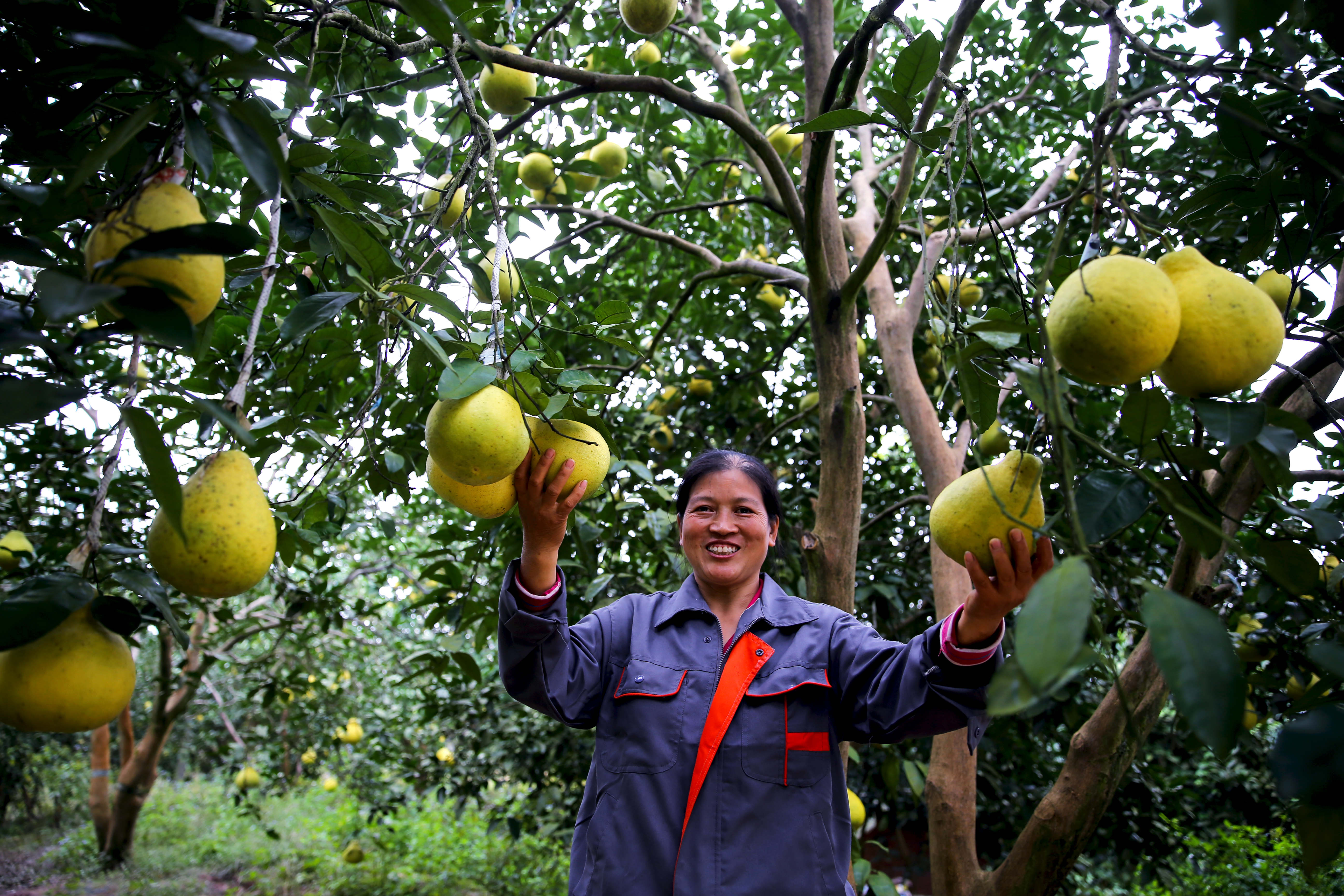 长寿柚到采摘季线上线下齐发力