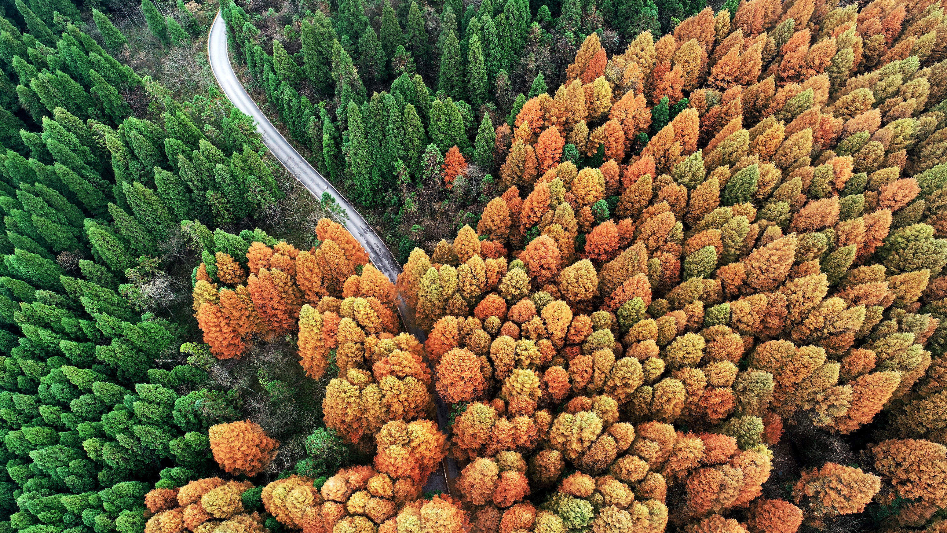 重庆涪陵武陵山国家森林公园一半春来一半秋