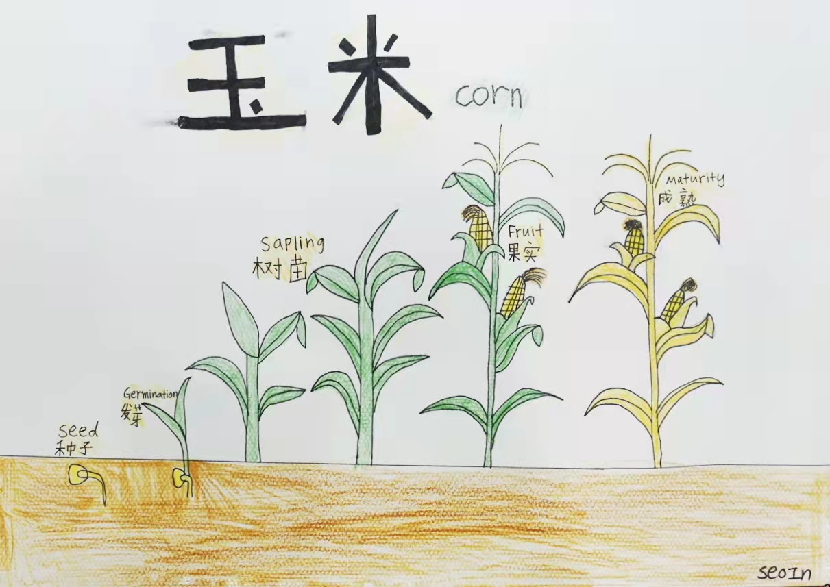 亚欧学生同挥笔 让植物入画来