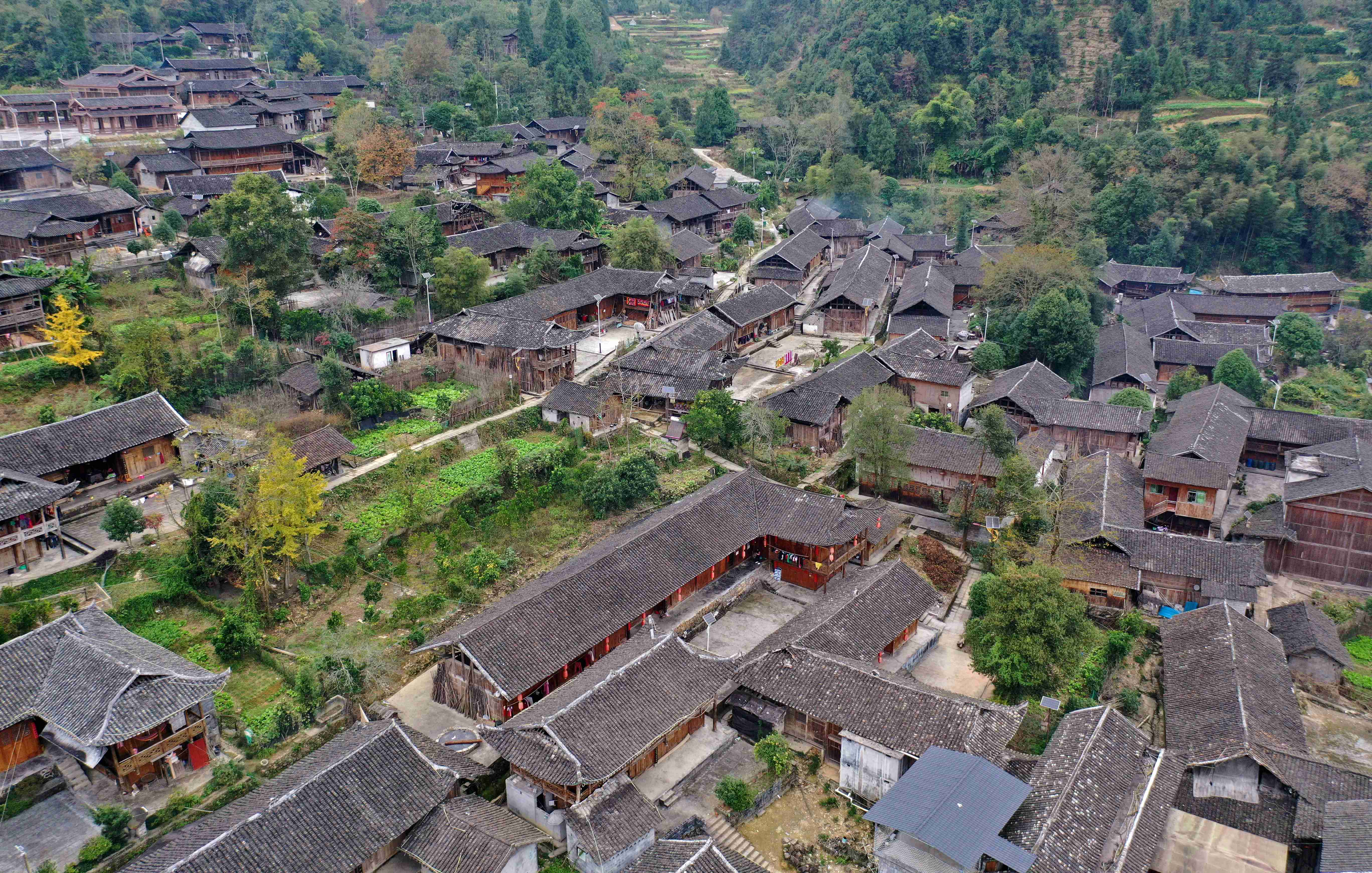 寨中古木参天,翠竹青青寨后层层梯田,风光独特,景色迷人(段成军 摄)