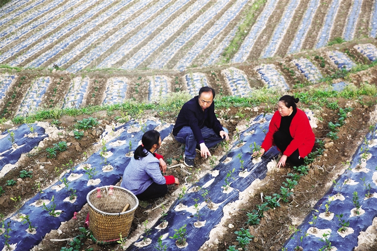 王运洪给村民传授茶苗管护技术.jpg