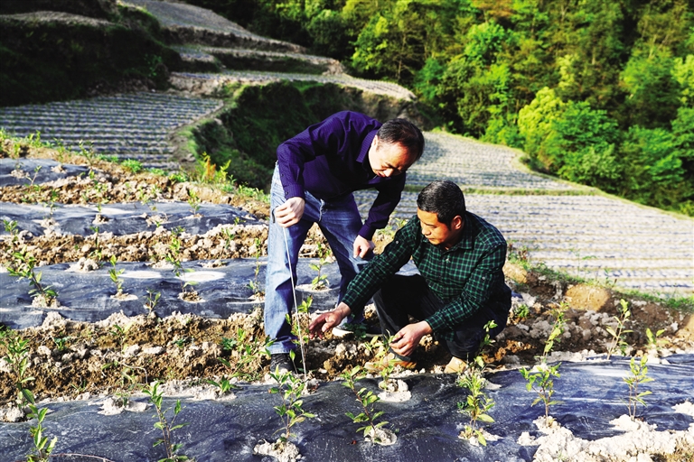 王运洪和茶叶种植大户检查茶苗生长情况.jpg