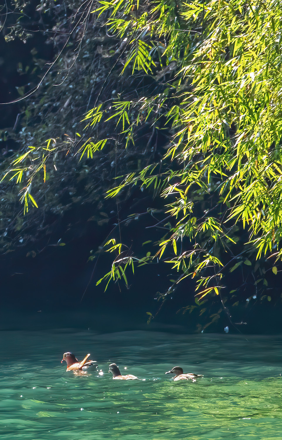 重庆巫山鸳鸯恋上巫山