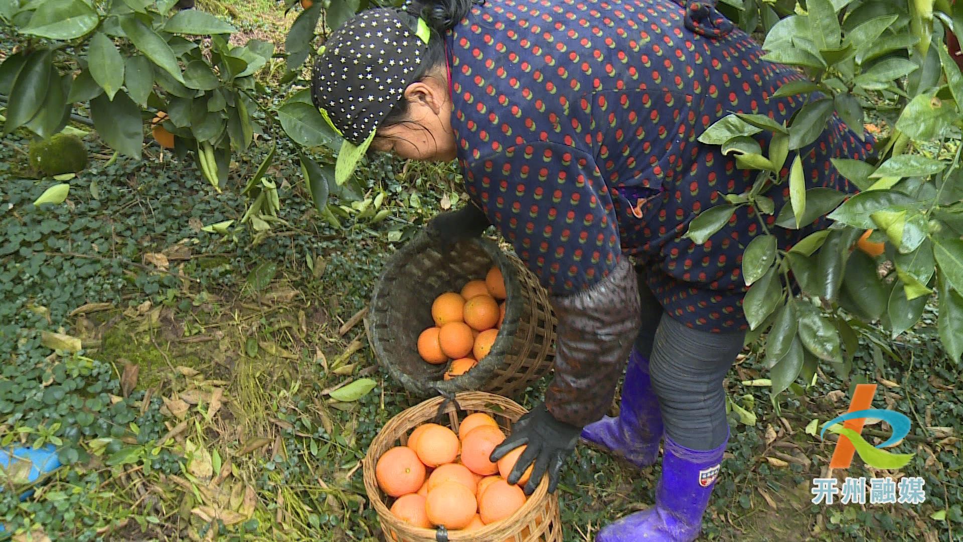 又到一年柑橘丰收时 黄了柑橘富了村民：泛亚电竞(图2)