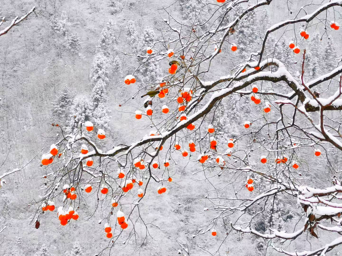 山村柿子树上挂满了金灿灿的柿子,吸引鸟儿前来觅食嬉戏.(黄祖满 摄)