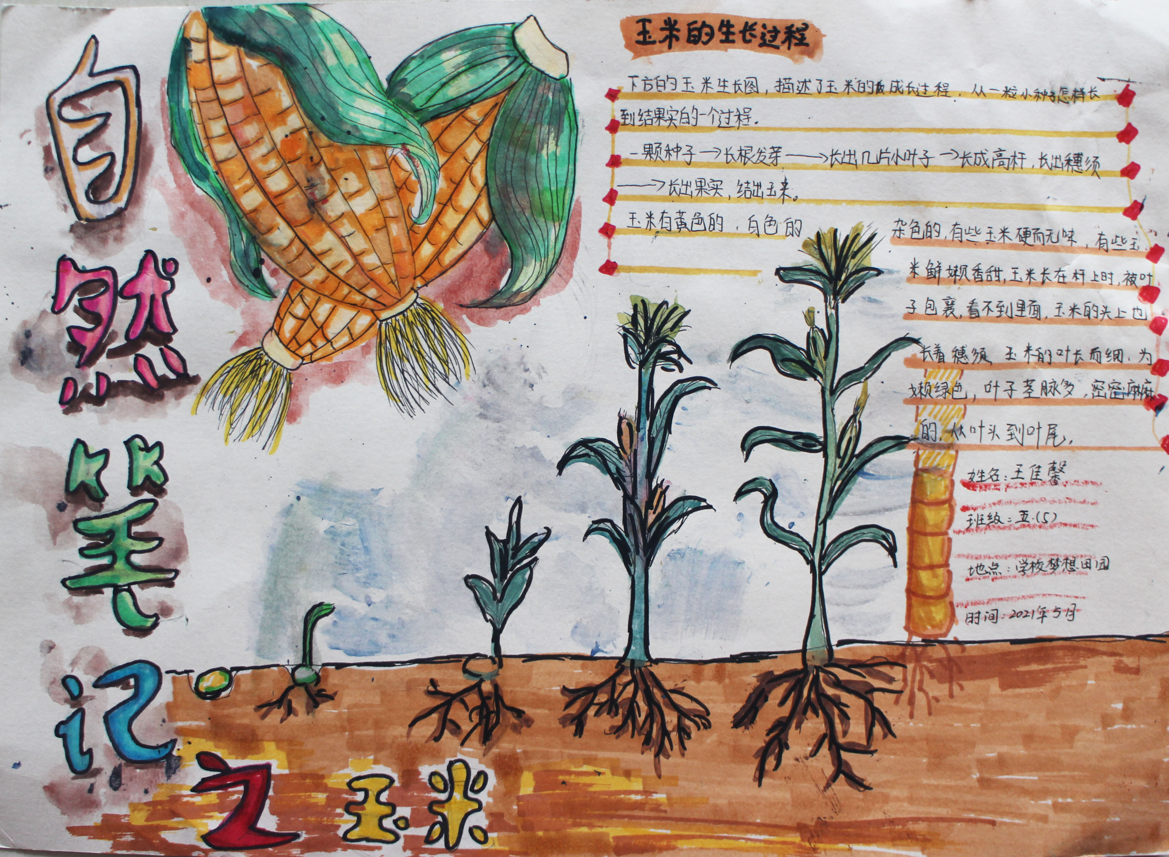 玉米苗生长观察日记图片