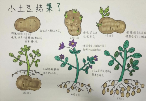 土豆的种植环境简笔画图片