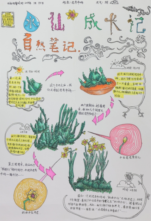 三年级水仙花植物卡图片