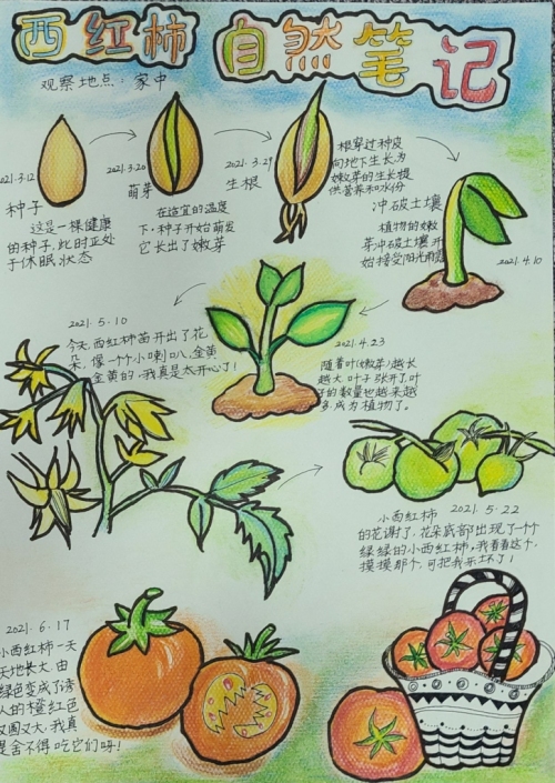 西红柿自然观察笔记亲子组陈芯蕊