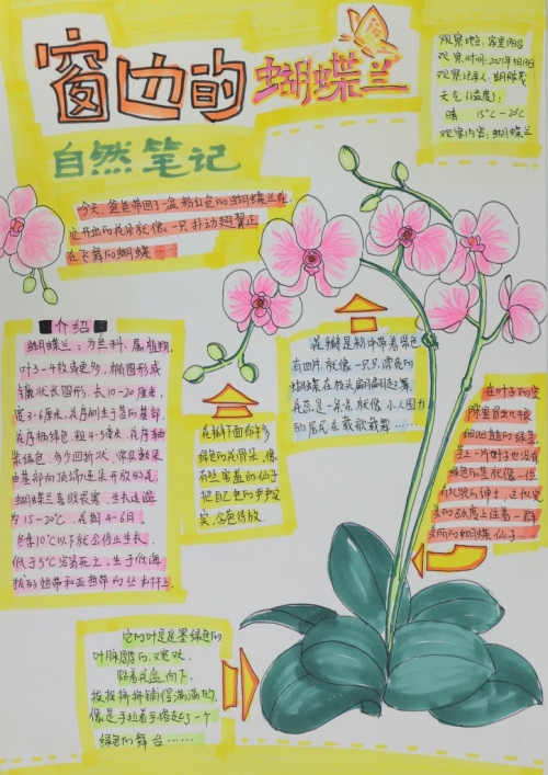 蝴蝶兰自然笔记图片