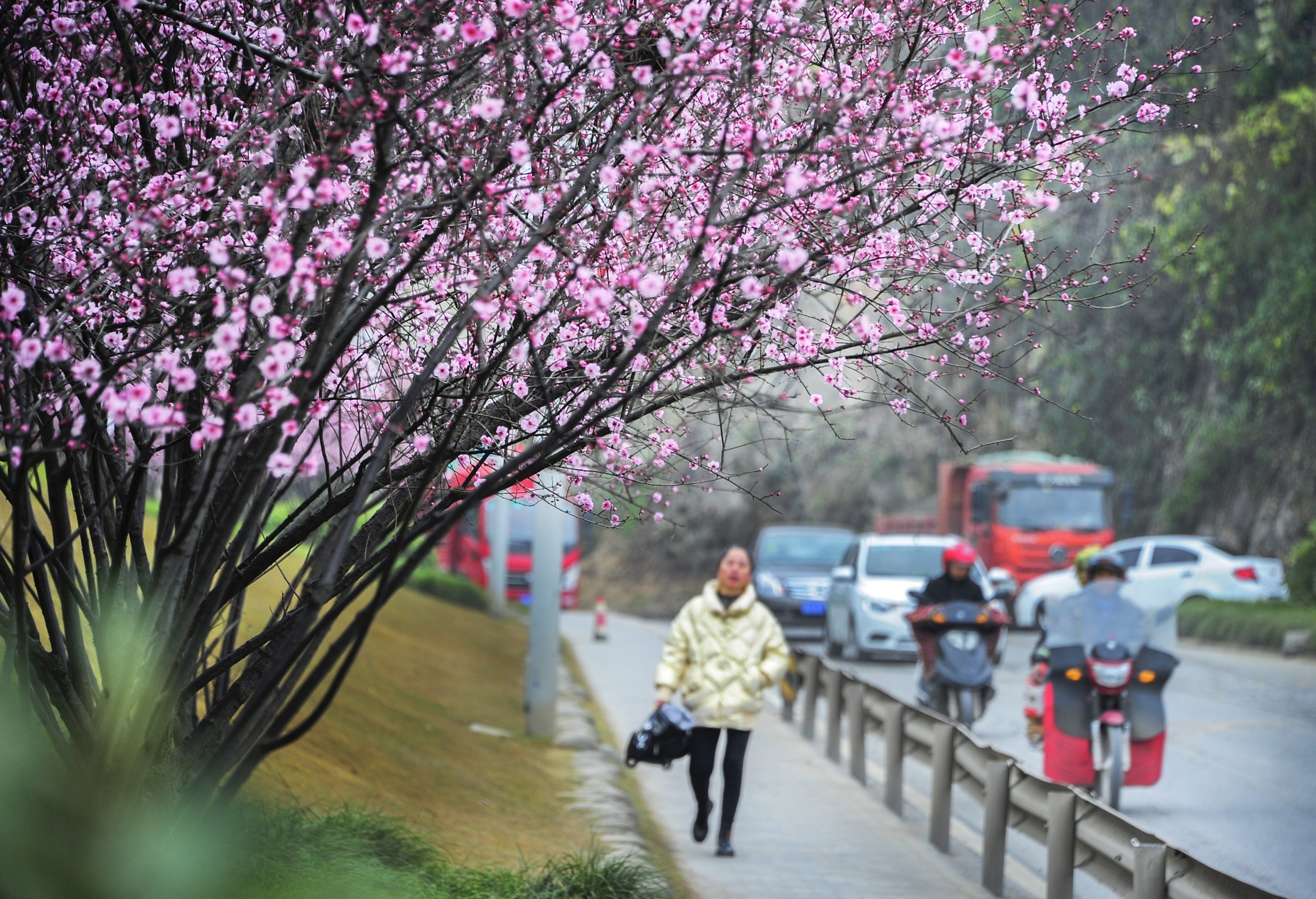 重庆春天美景图片图片