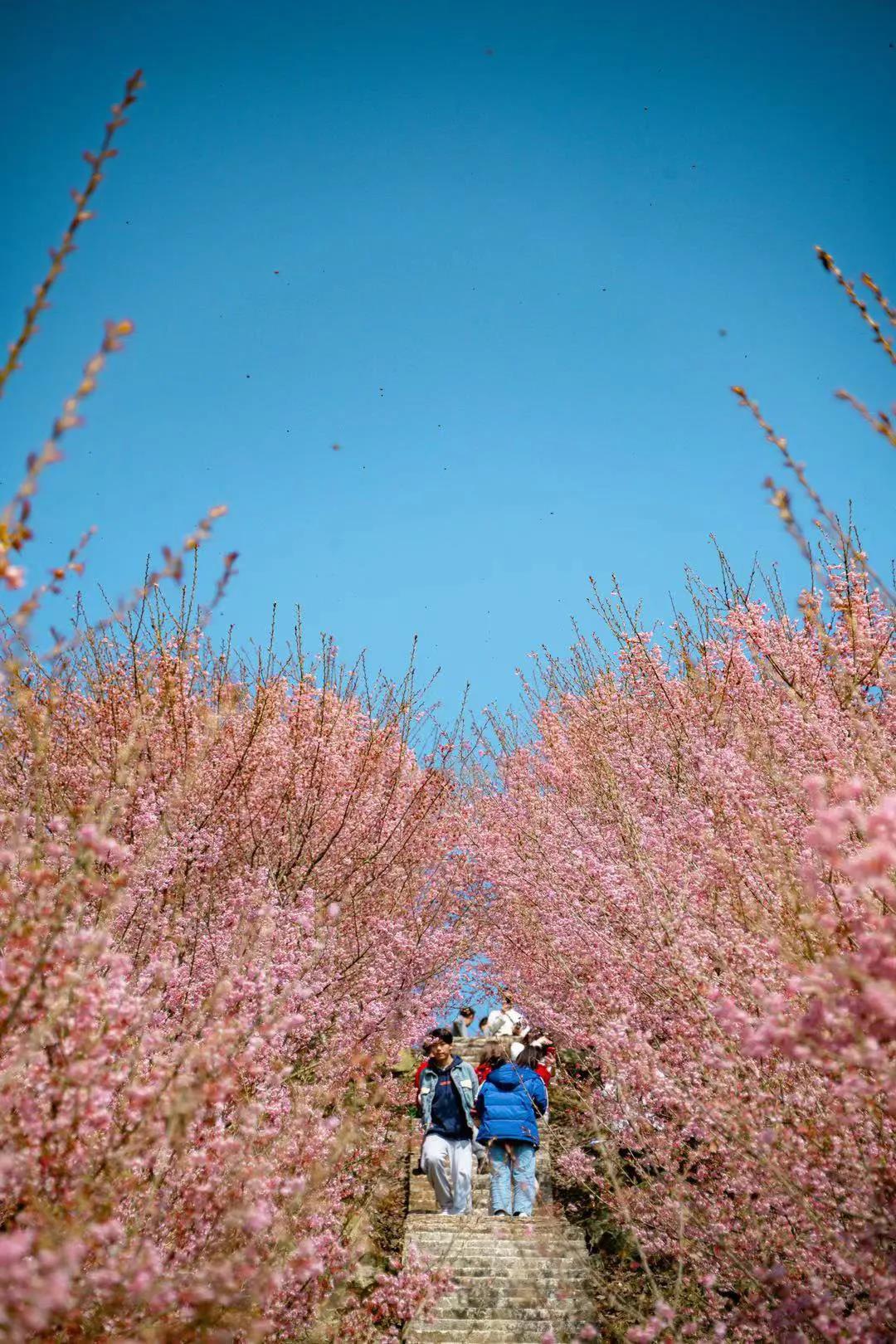 蔡家樱花公园图片