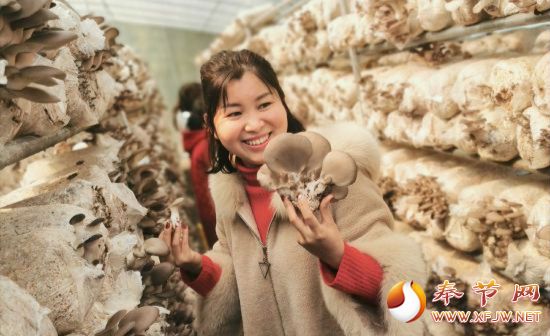 股东望着鲜嫩的食用菌喜不自禁