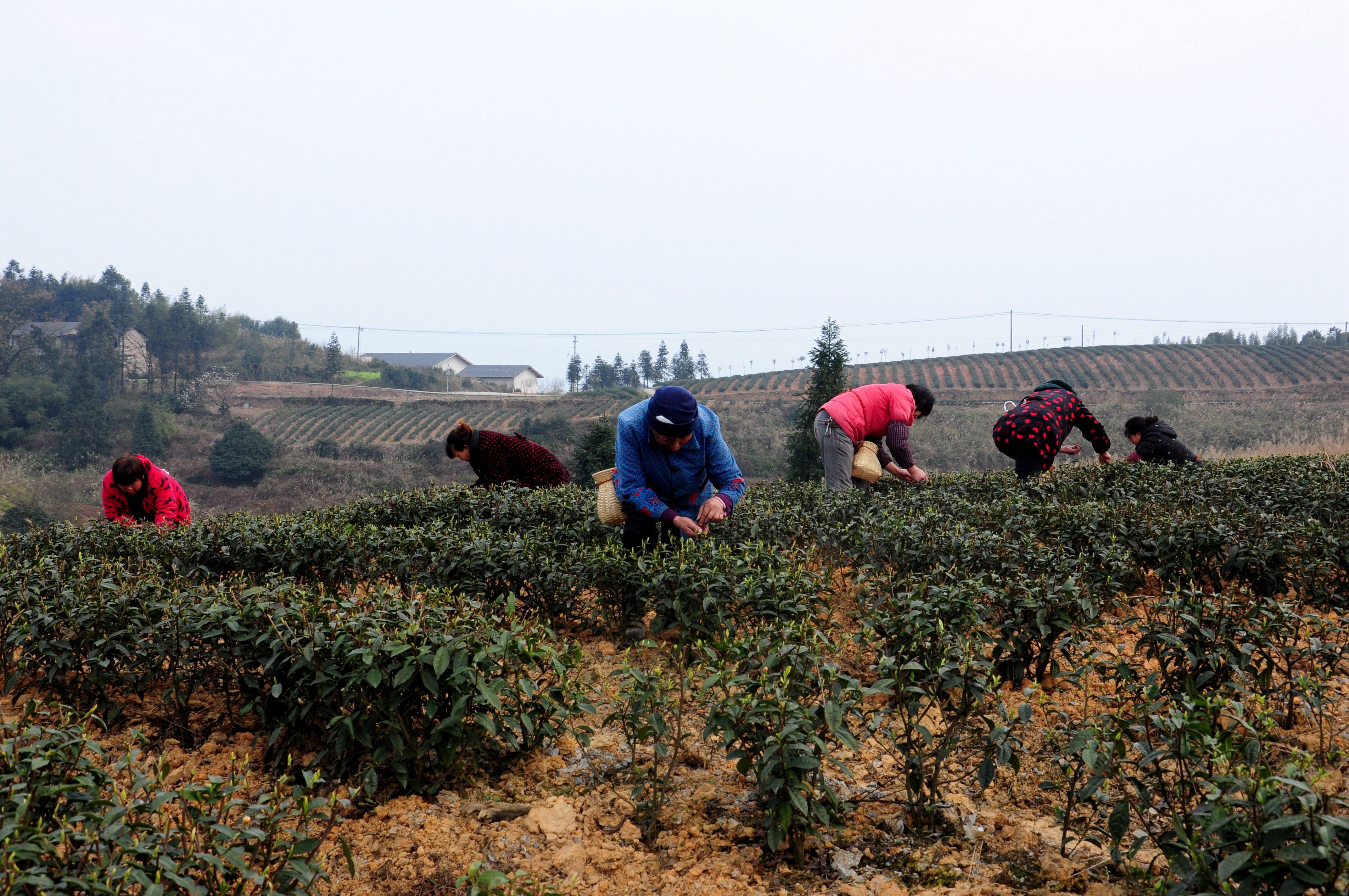 重庆綦江第一批早春茶陆续开采
