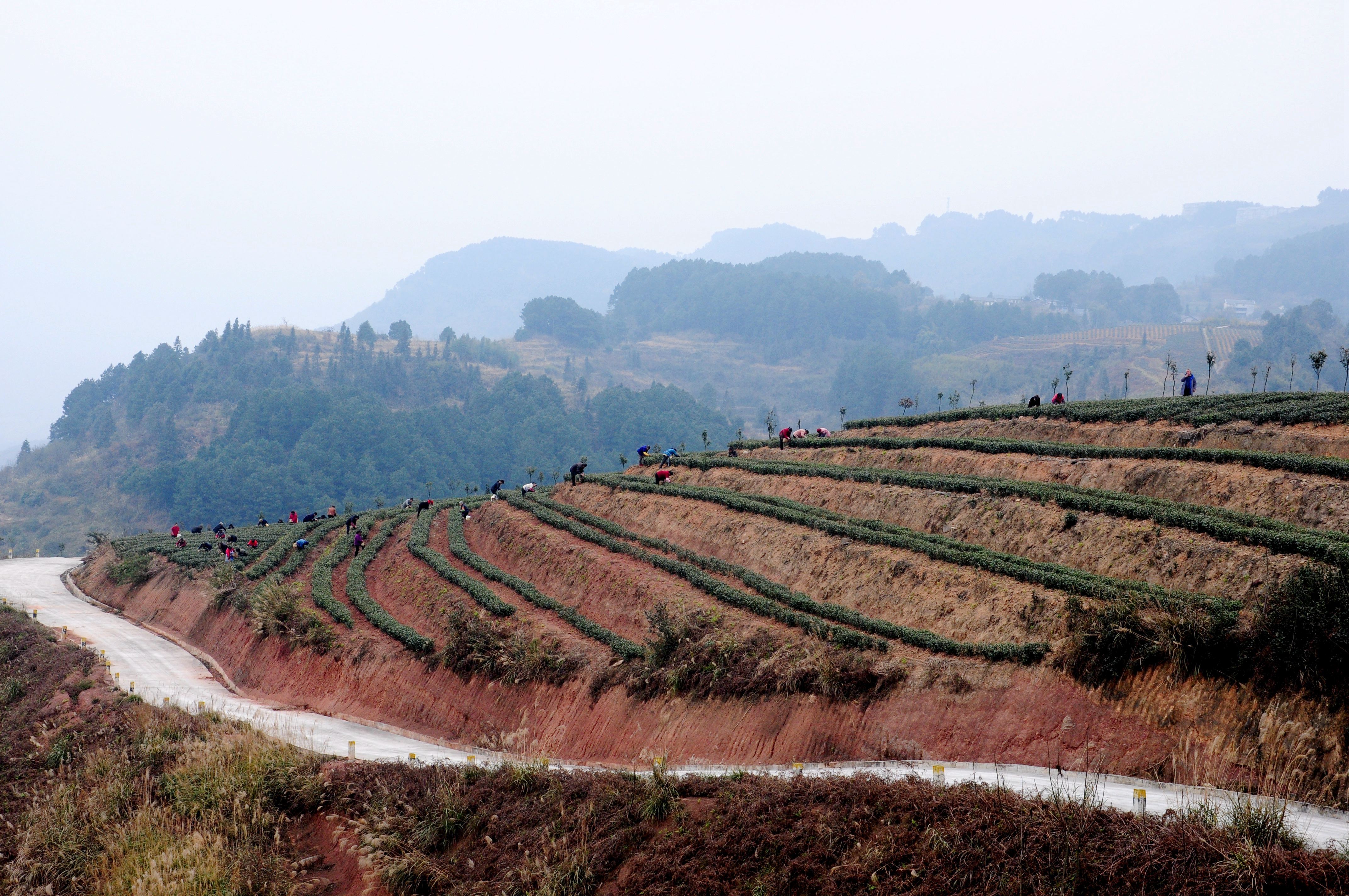 重庆綦江第一批早春茶陆续开采