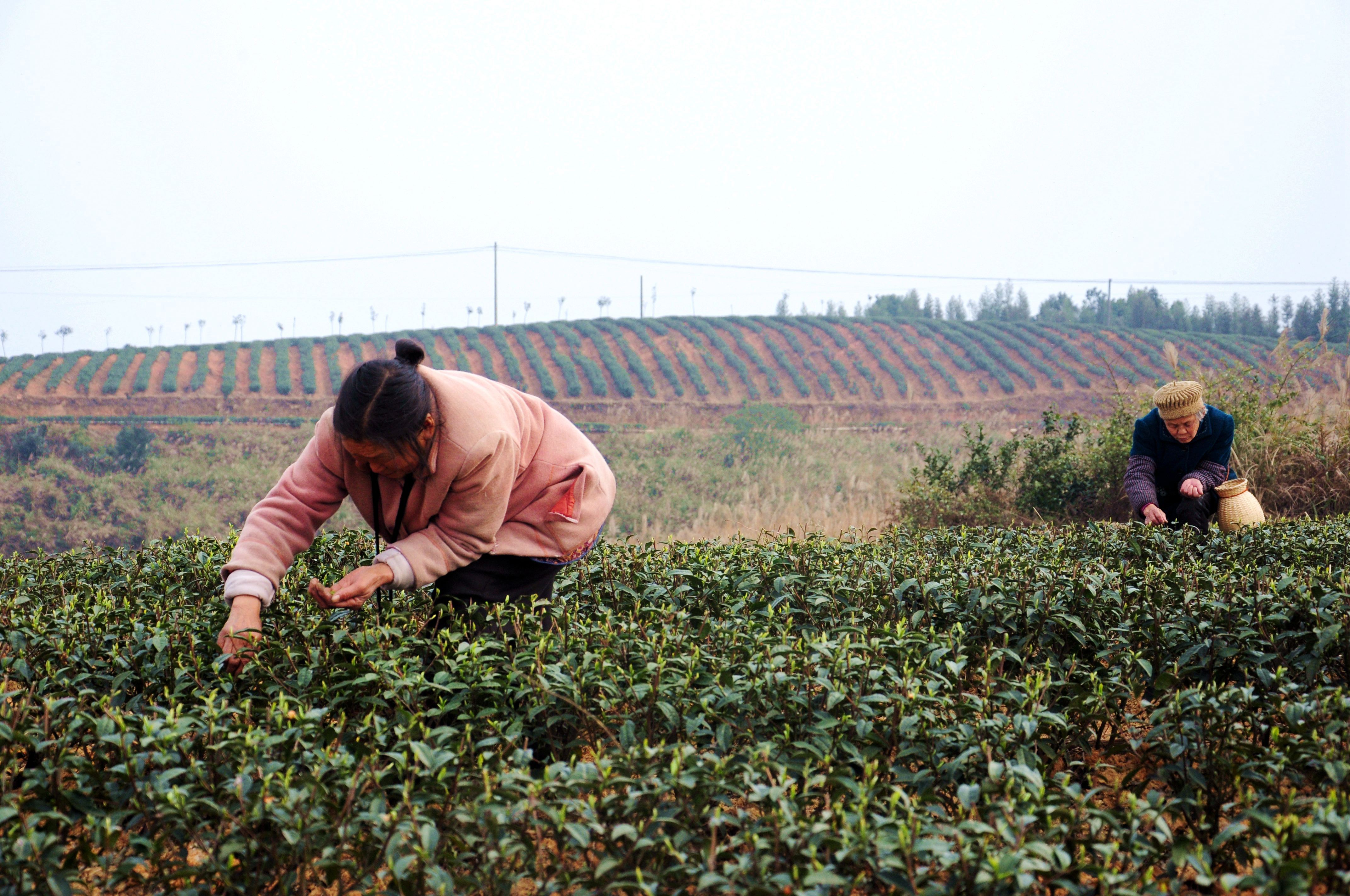茶工在綦江区石角镇新农村的生态茶园里采摘春茶.(张静 摄)