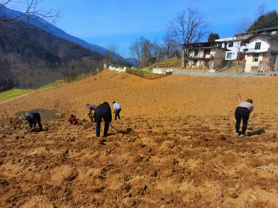 种植高山土豆的同时,村民也抓紧时间翻耕,整备其它田地,为以后种植