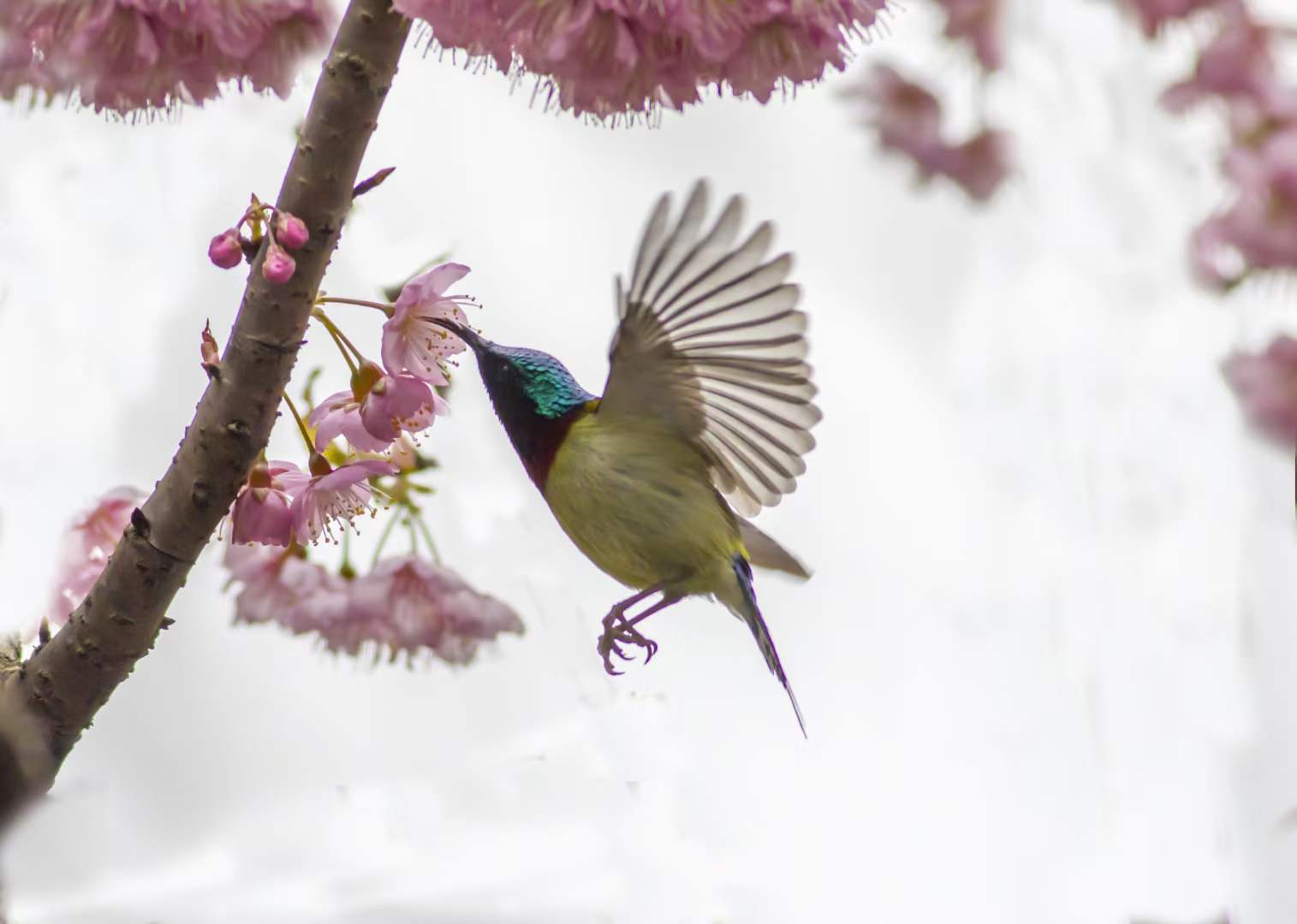 鸟语花香,构成了大自然的美丽画卷.(汤守华 摄)