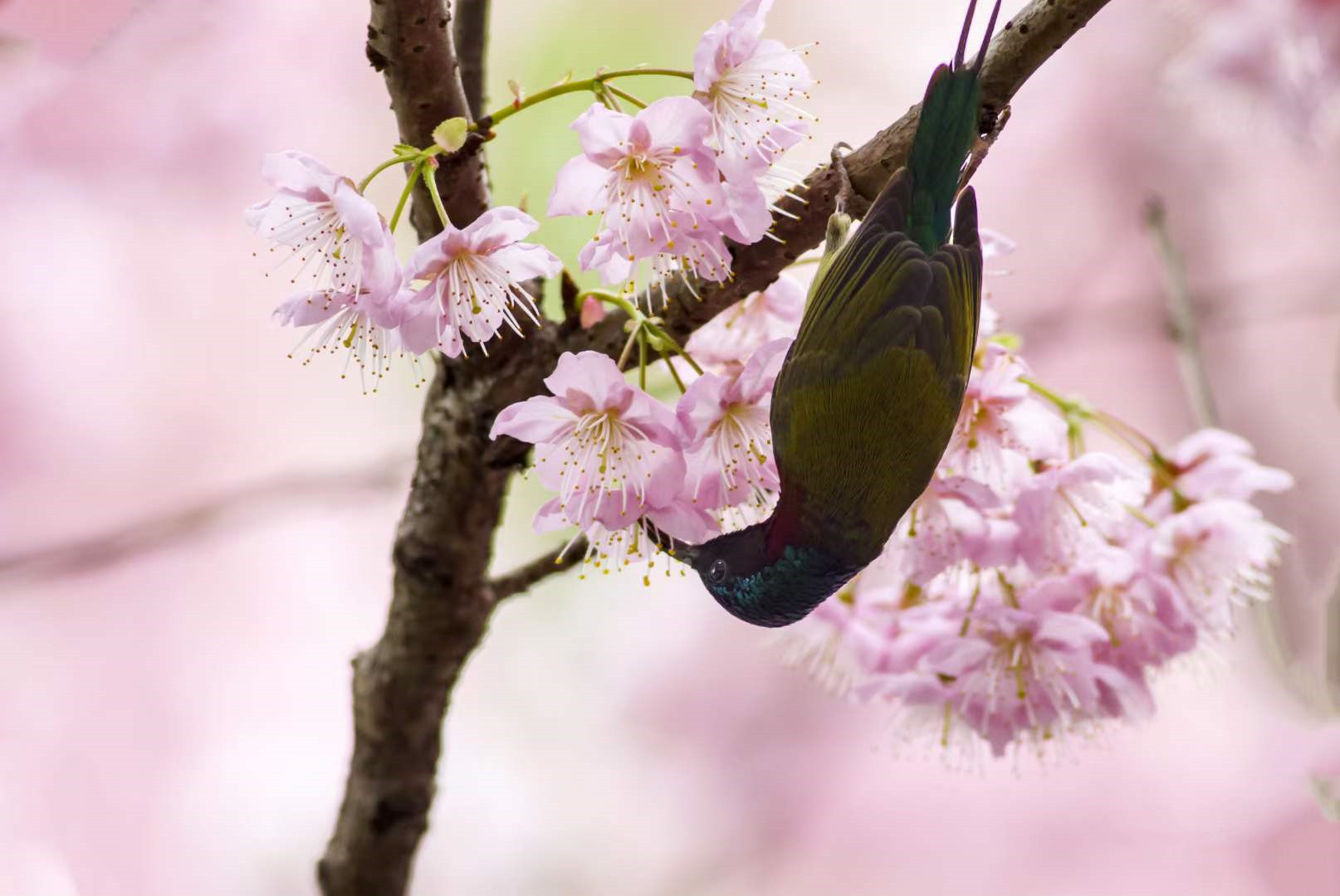 重庆城口春暖花渐开鸟戏枝头报春来