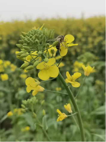 唐麗作品簡介:今天的天氣真好,暖暖的太陽照在金黃的油菜花上,花兒