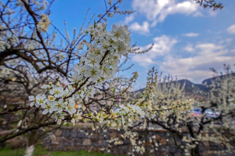 合川春季旅游节暨第十四届双凤赏花节启动