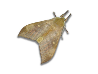 f3510896793b4053a46a3381fb0510c6.png