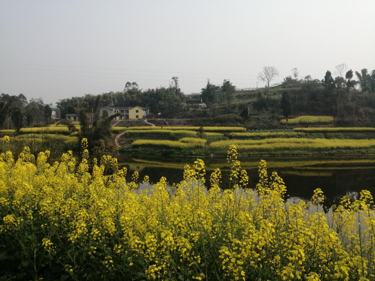 珠溪镇油菜花盛开乡村旅游焕发新活力