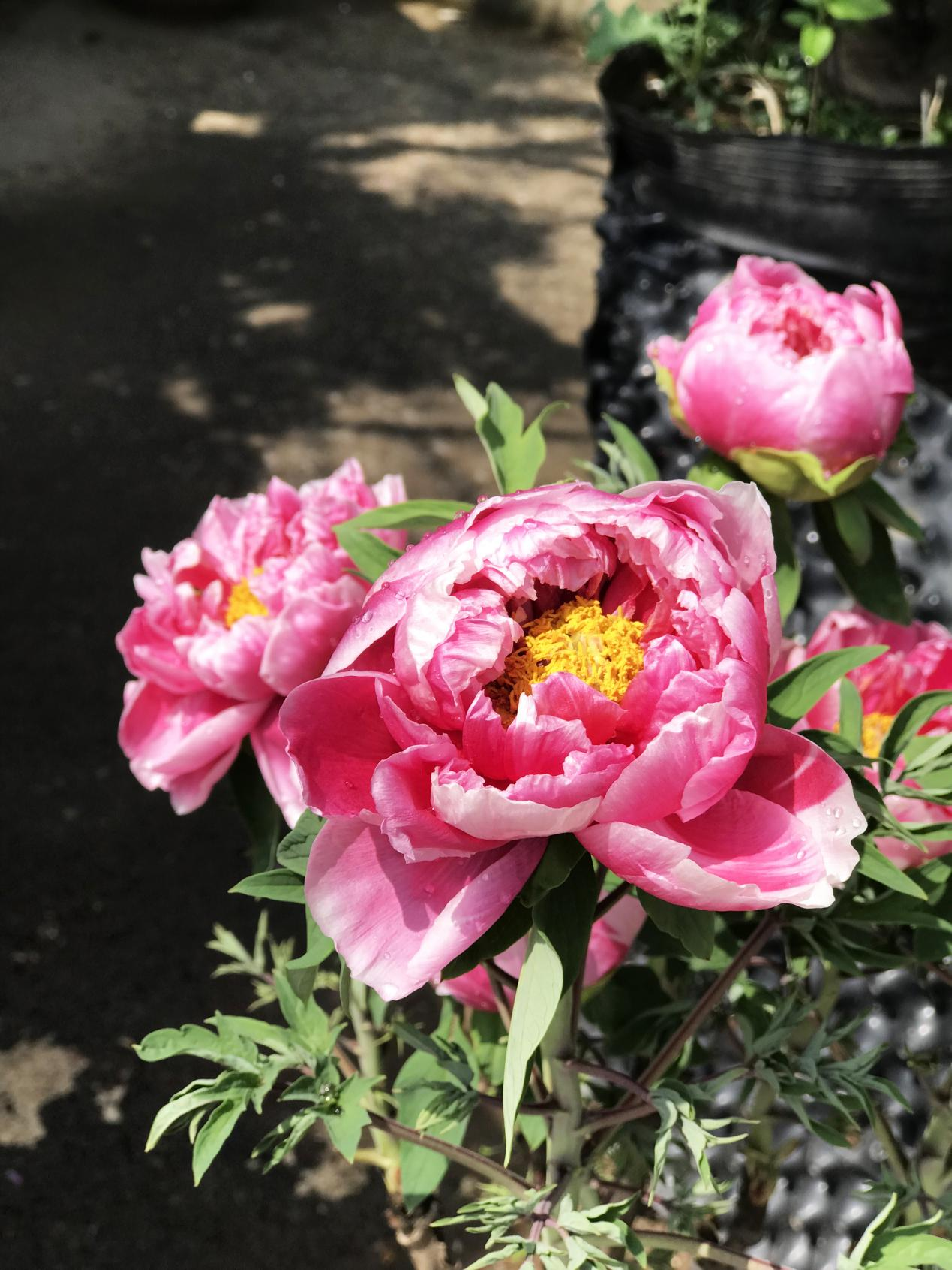 牡丹真国色小学组638号杨谨语