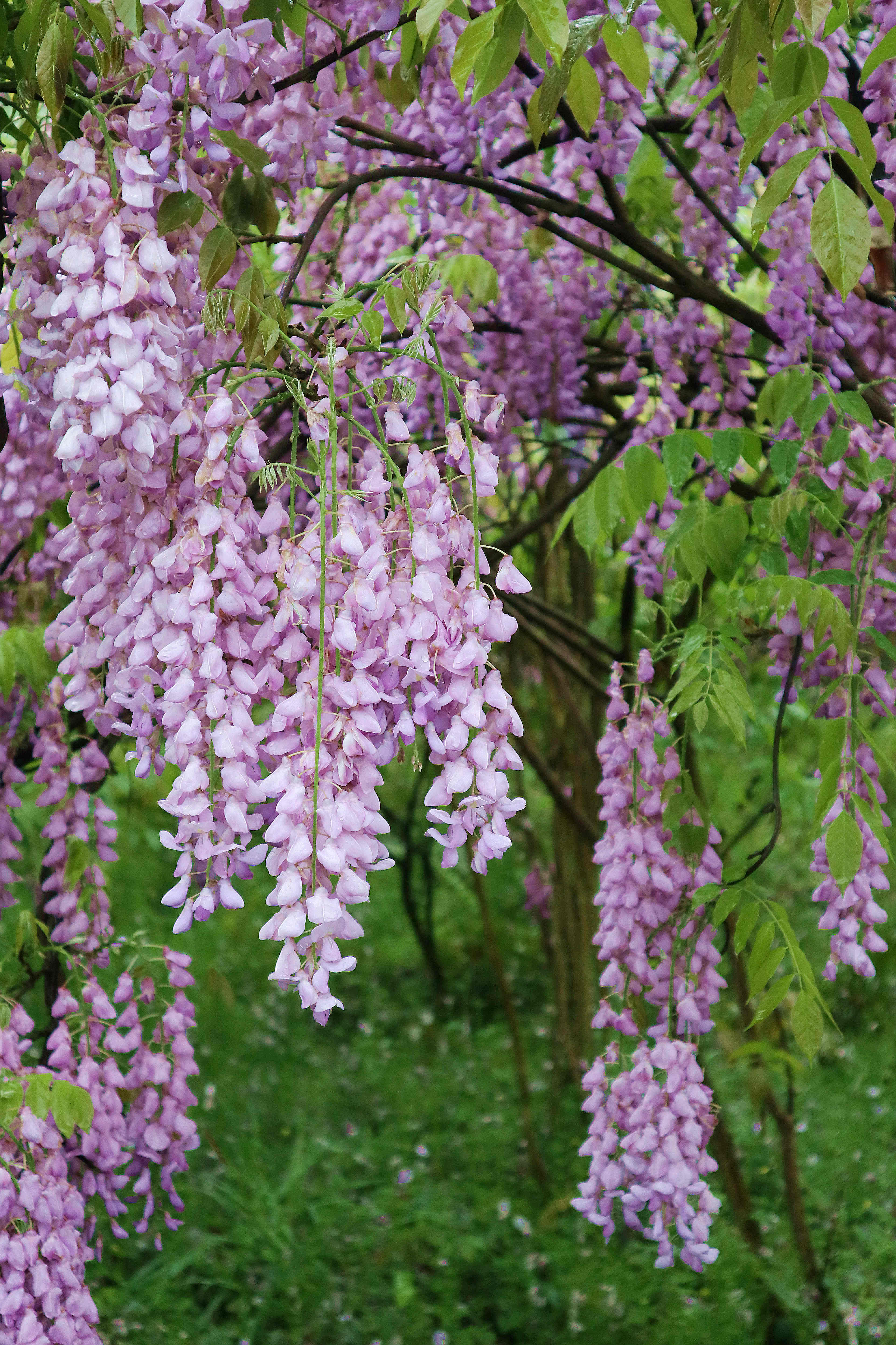 2022.03.23（張夢寒）垂落的紫藤花帶著馥郁的香氣，將春天妝點(diǎn)得格外美麗.jpg