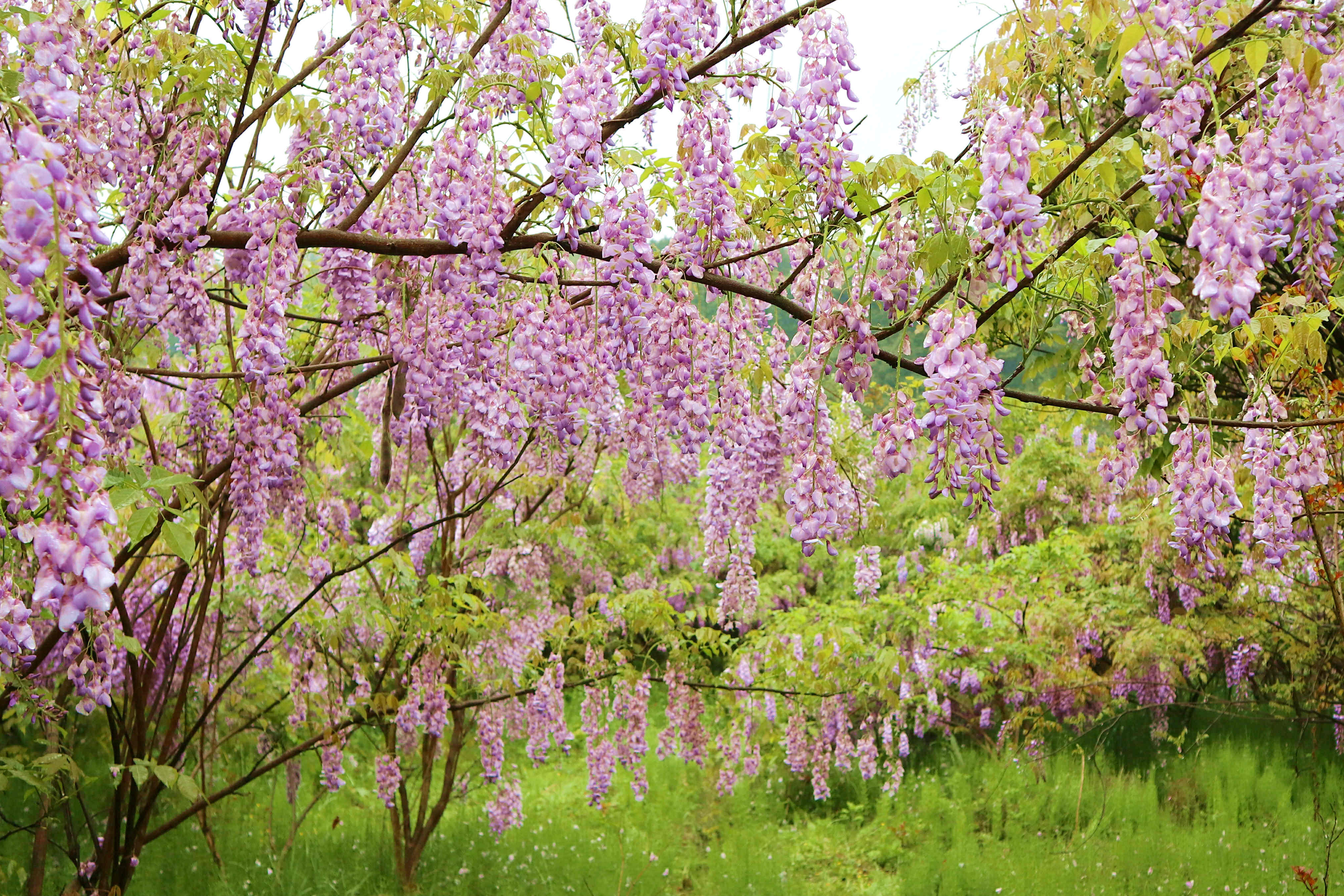 清涧公园紫藤花图片