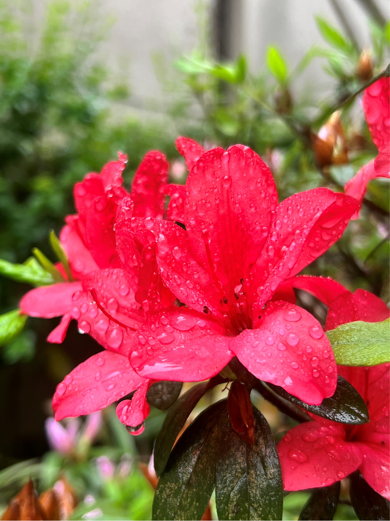 重庆市两江人民小学二年级二班作品简介:一朵朵红艳艳的映山红,花开如