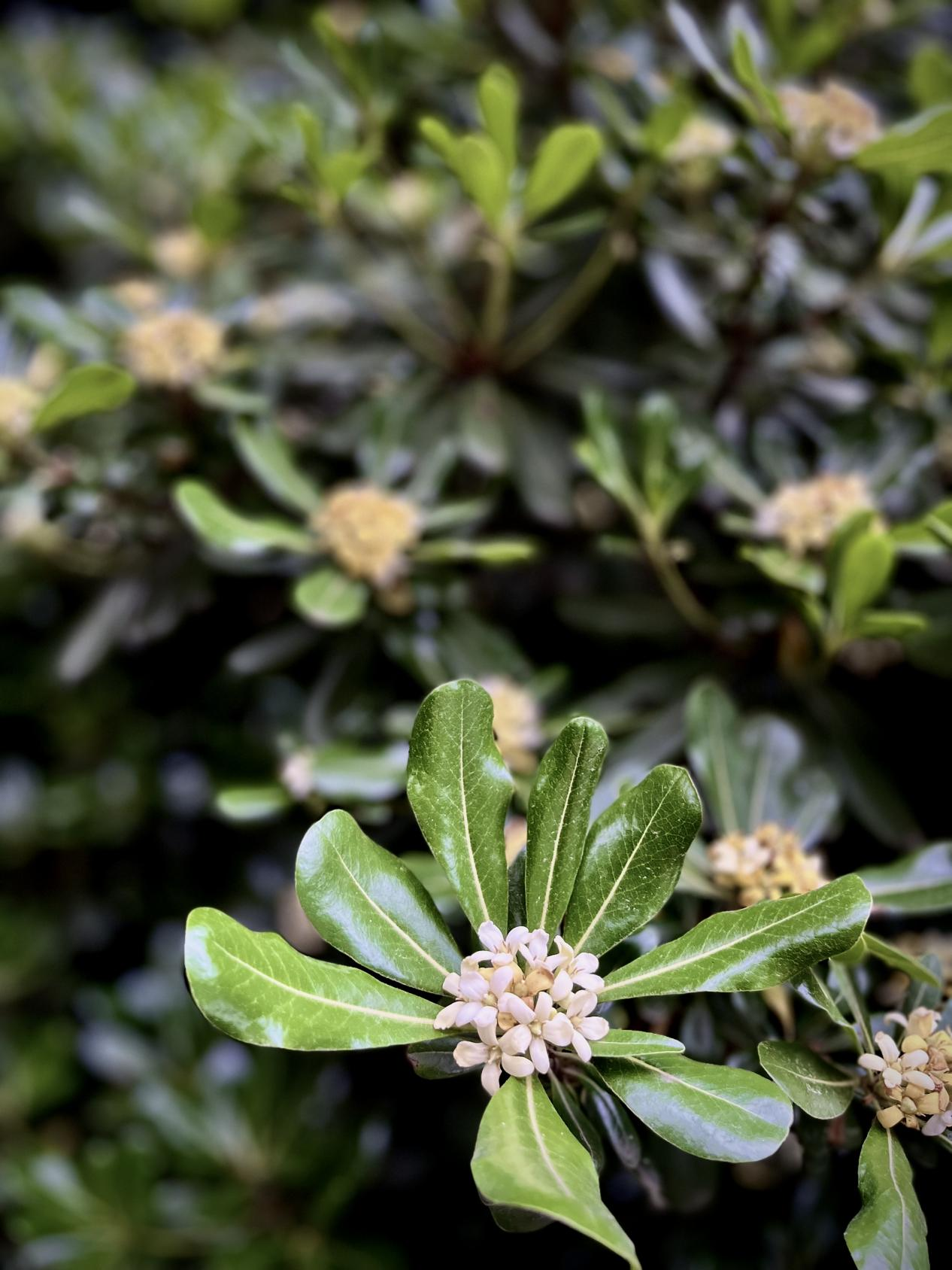 四月里的七里香海桐花小学组737号伍恩希