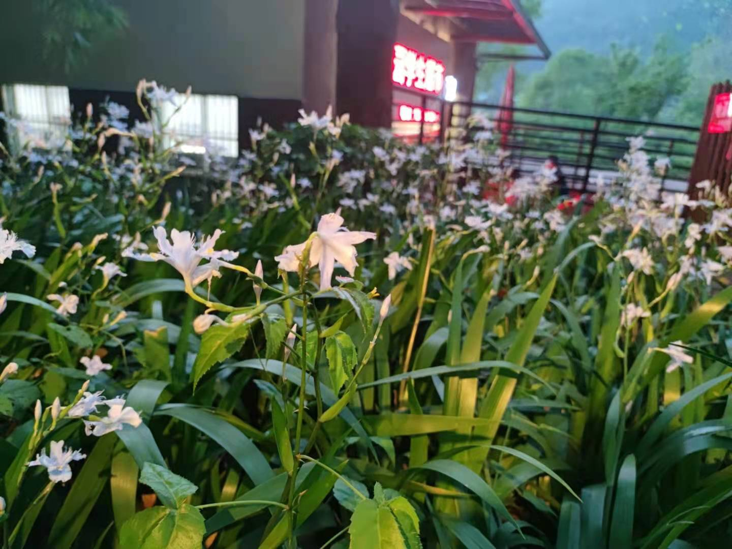 铜陵盛丽照片图片